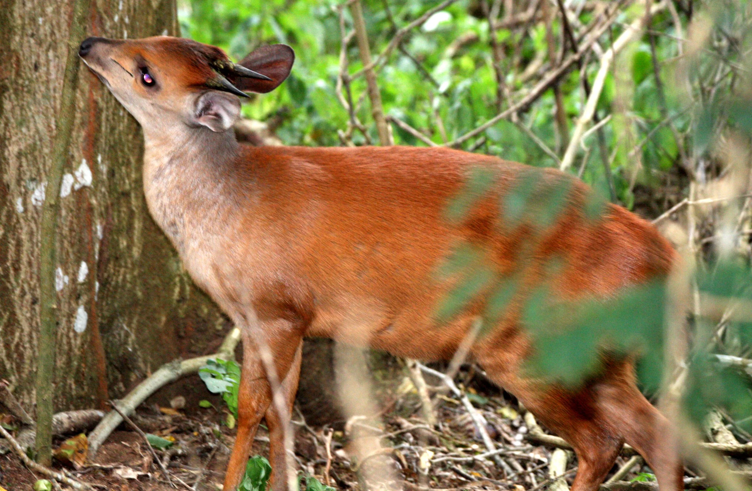 DUIKER - NATAL RED DUIKER - Cephalophus natalensis - SAINT LUCIA WETLANDS RESERVE SOUTH AFRICA (16).JPG