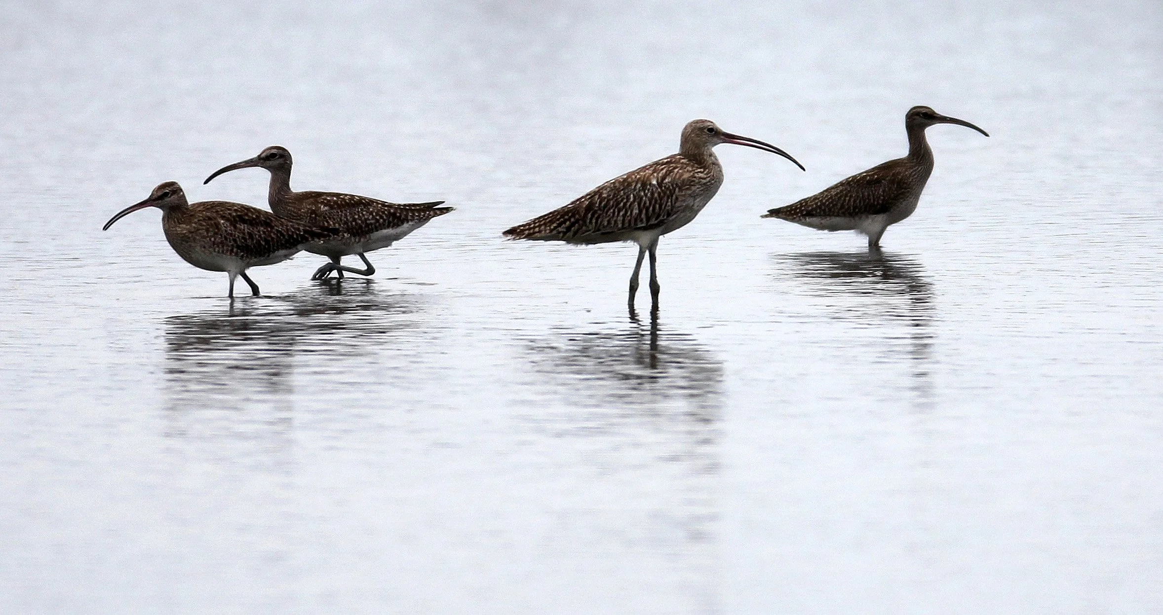 WHIMBREL - Numenius phaeopus - MIXED FLOCK EURASIAN CURLEW - Numenius arquata - PAK THALE THAILAND (88).JPG