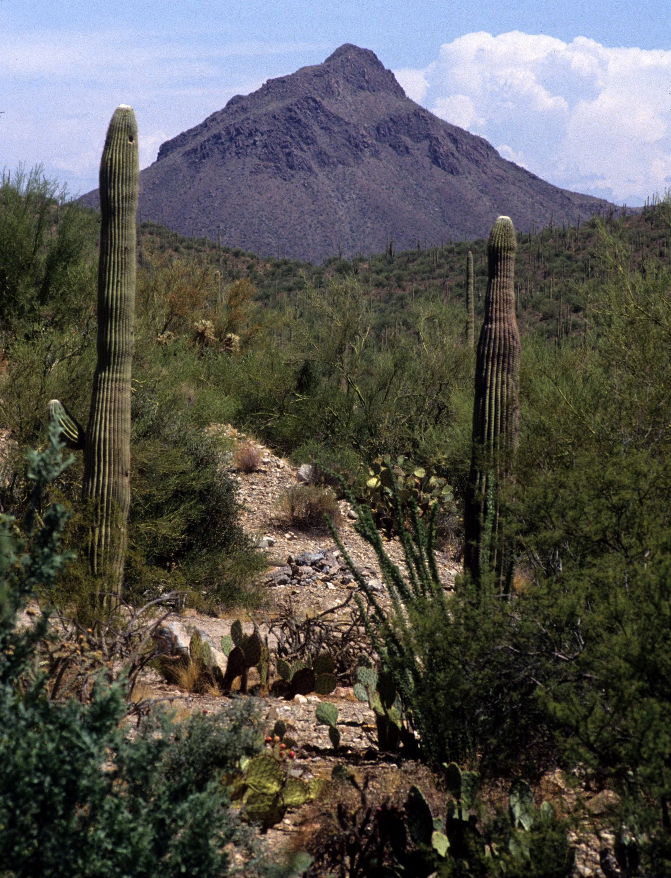 ARIZONA - SUGUARO NM - CEREUS GIGANTEUS - SAGUARO CACTUS.jpg