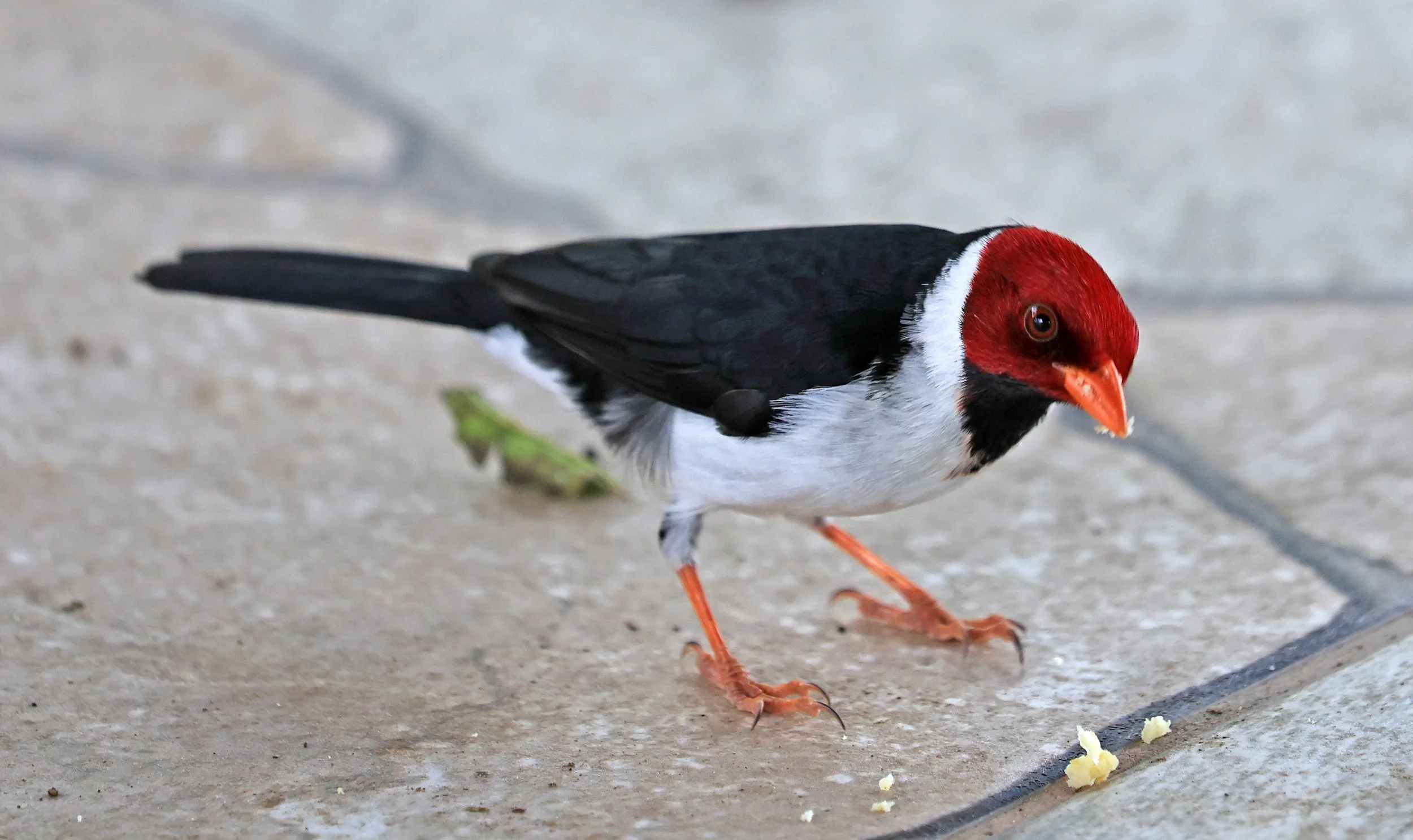 Yellow-billed Cardinal (Paroaria capitata) Hotel Campestre Iparoma Paraguay  (5).jpg