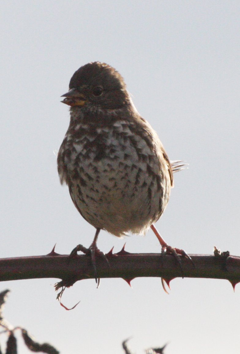 BIRD - SPARROW - FOX SPARROW - JAMESTOWN WA (2).JPG