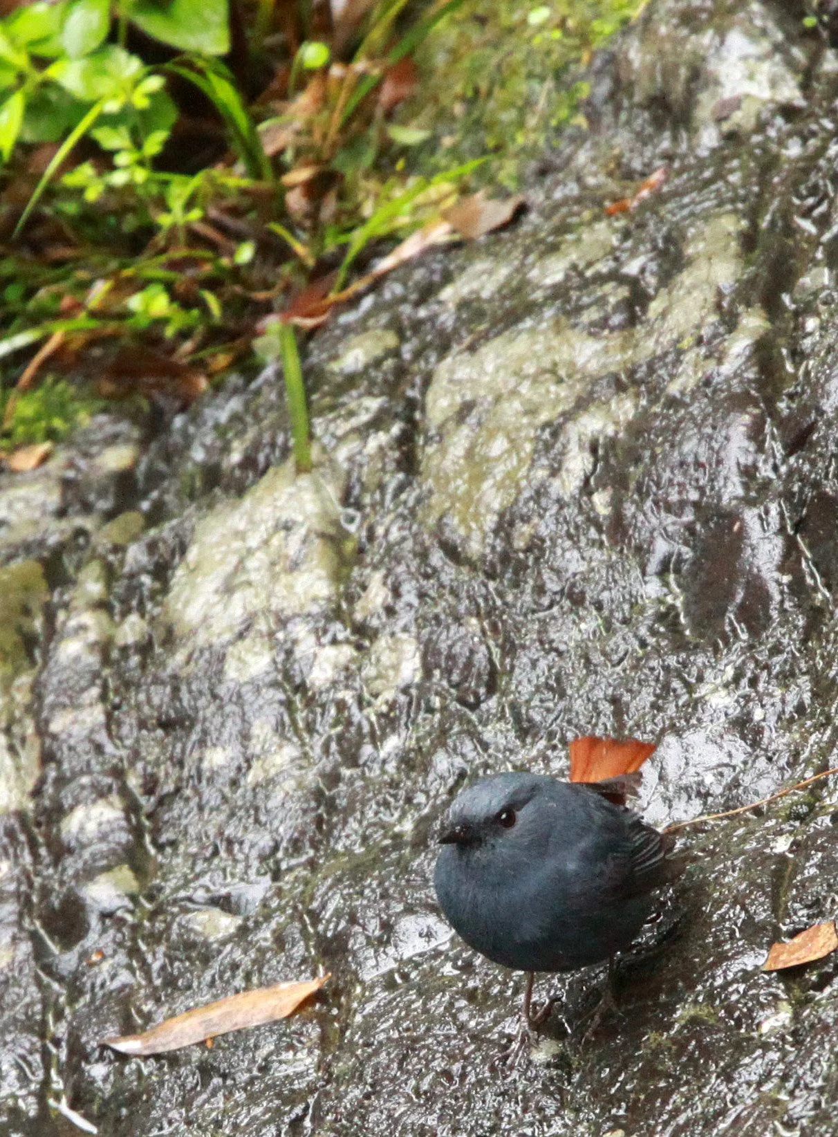 BIRD - REDSTART - PLUMBEOUS WATER REDSTART - HUANGSHAN NATIONAL PARK ANHUI PROVINCE CHINA (4).JPG