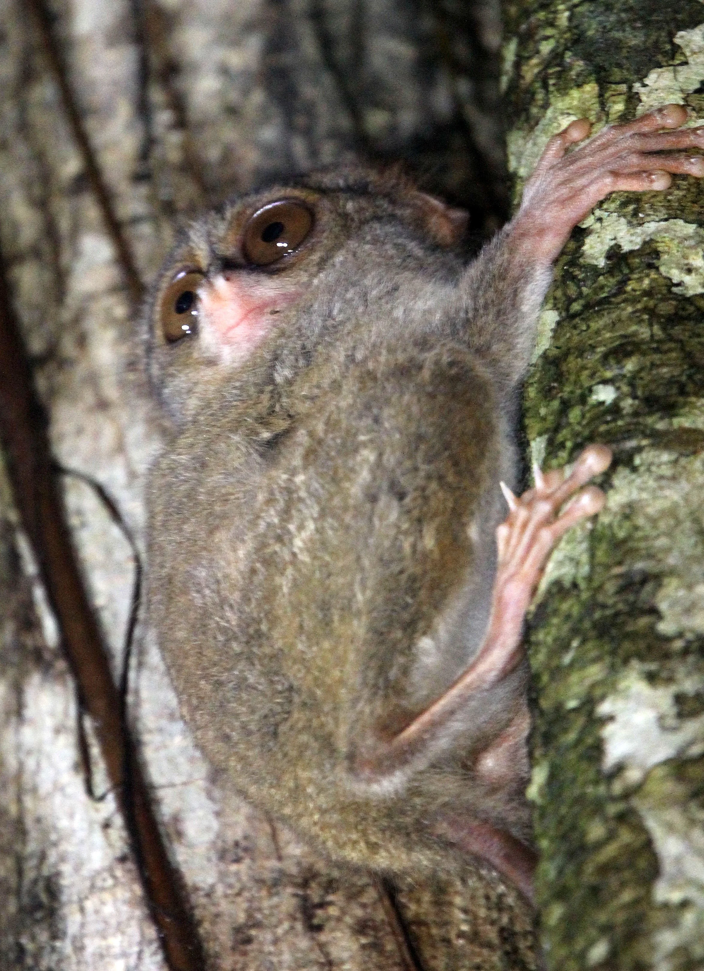 TARSIIDAE - Tarsius tarsier - SELAYAR (SPECTRAL) TARSIER - TANGKOKO NATIONAL PARK SULAWESI INDONESIA (67).JPG