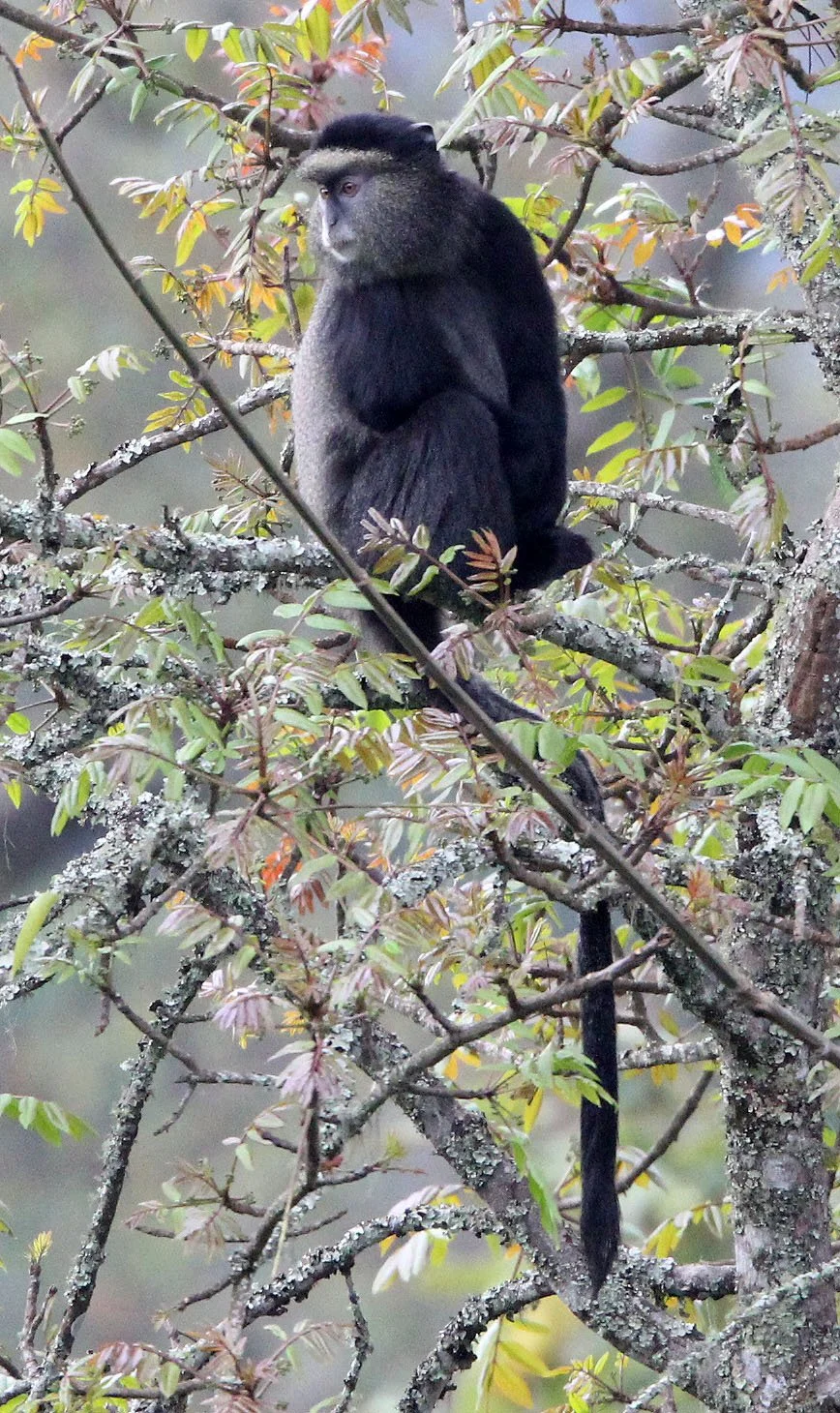 CERCOPITHECIDAE - Cercopithecus doggetti - SILVER MONKEY - NYUNGWE NATIONAL PARK RWANDA (200).JPG
