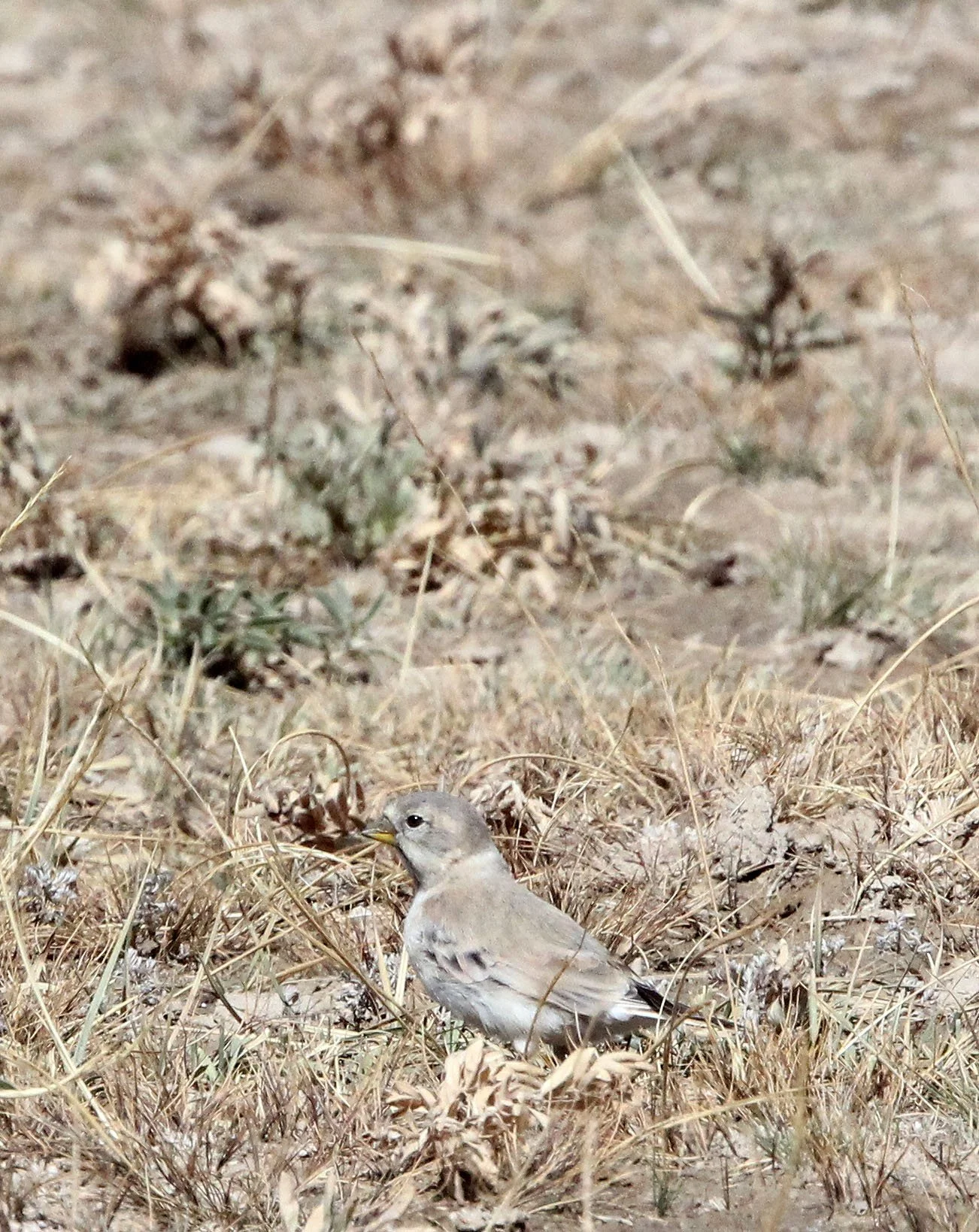 Mongolian Finch (Bucanetes mongolicus) Ku Hai Laike, Qinghai China (3).JPG