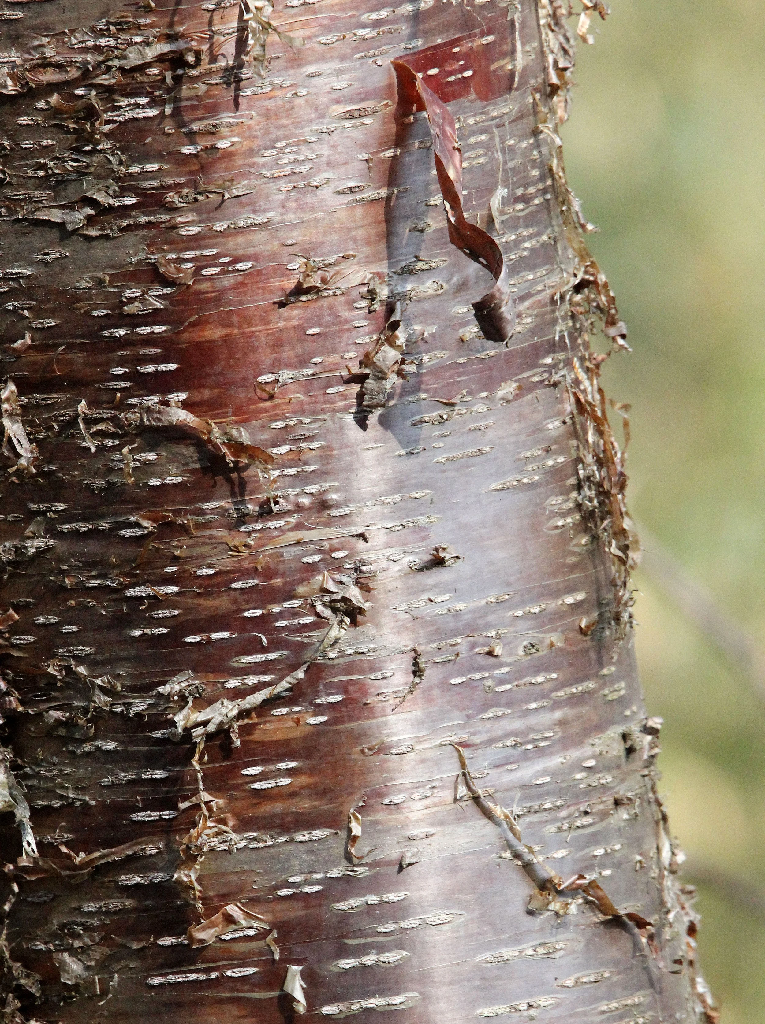 TANGJIAHE NATURE RESERVE, SICHUAN CHINA (8).JPG