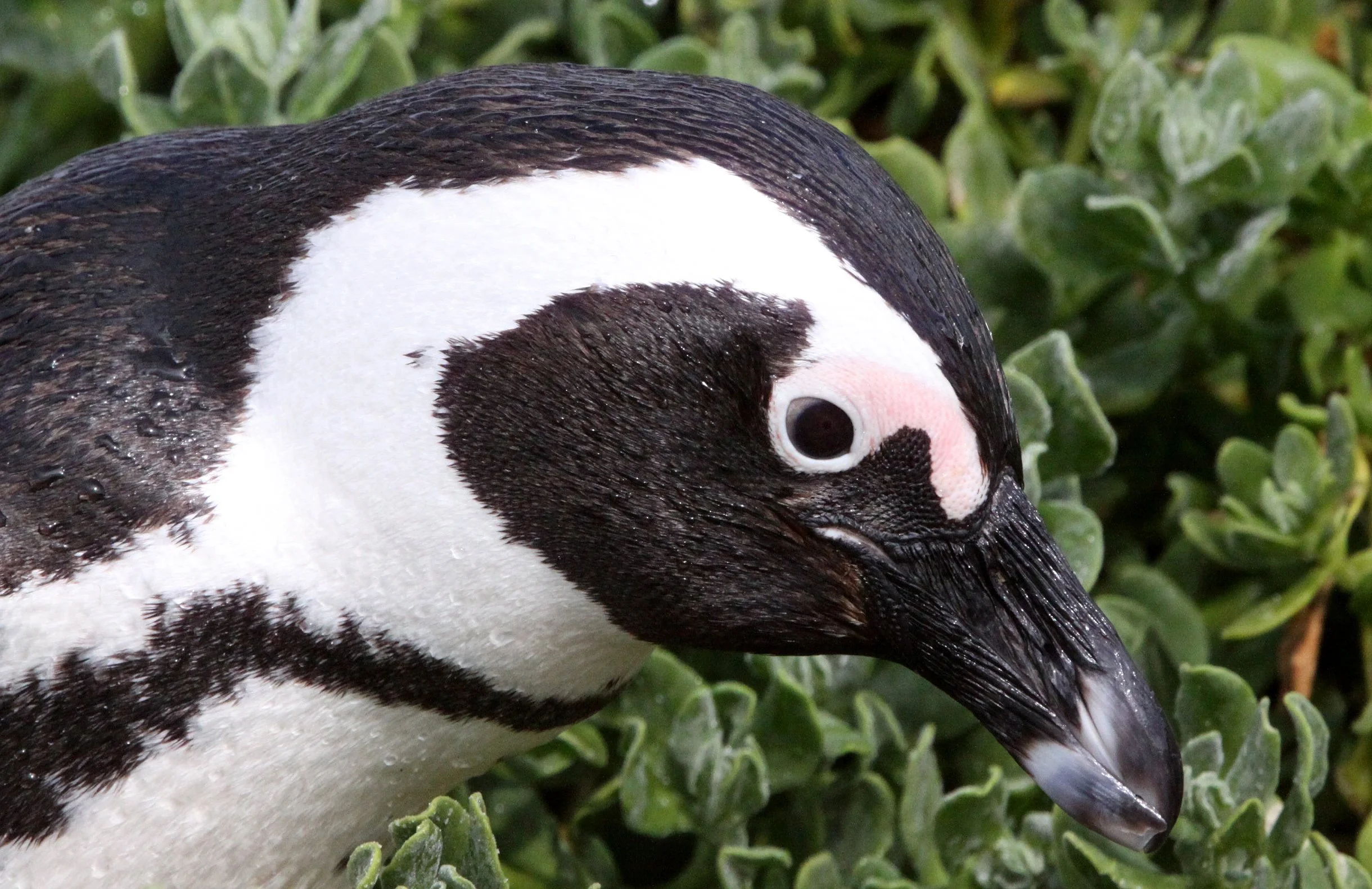 Jackass or African Penguin (Spheniscus demersus) Simon's Town Rookery, Table Mountain NP South Africa (112).JPG