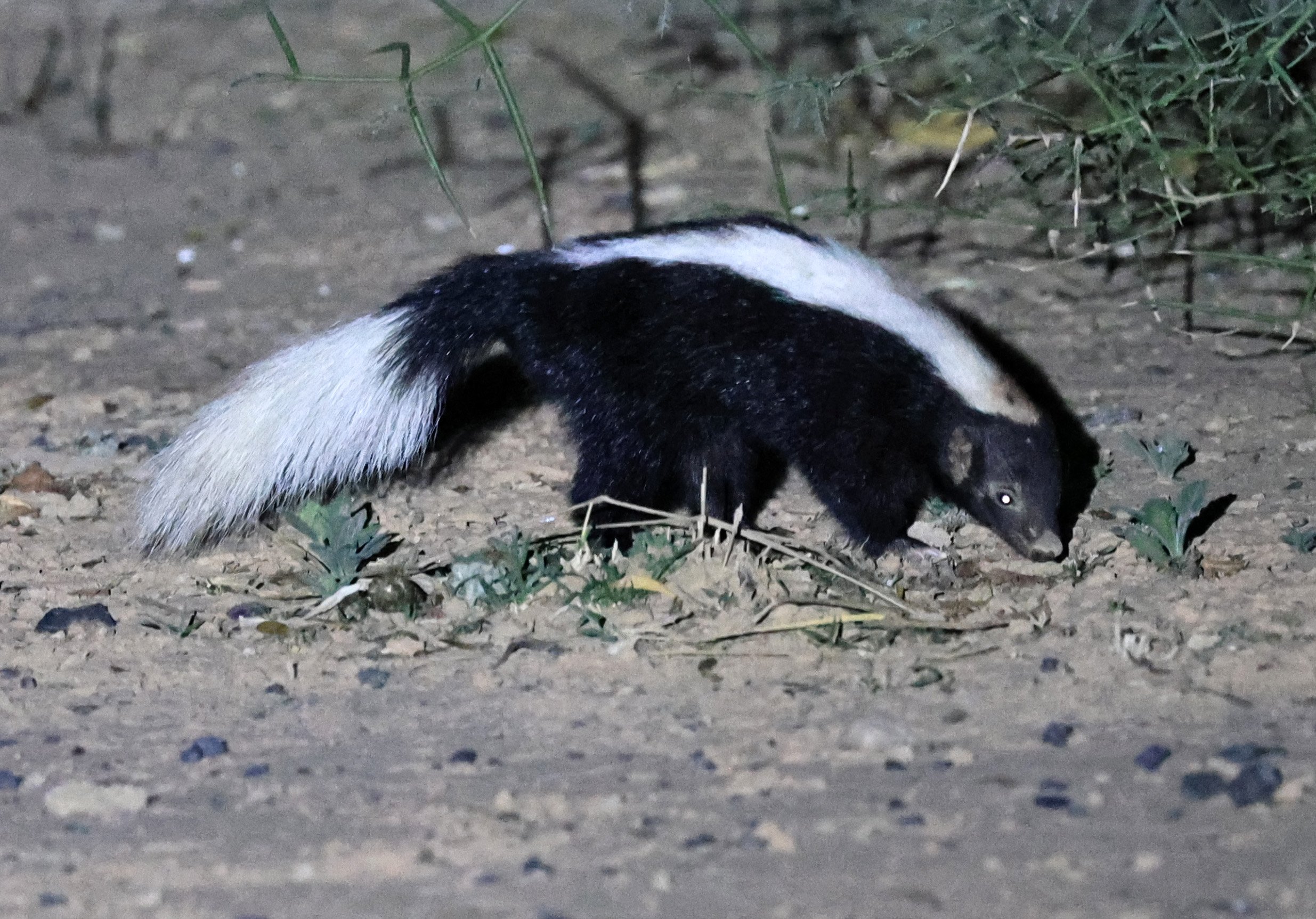 Molina's Hog-nosed Skunk (Conepatus chinga) Estancia Campo'í Paraguay (143).jpg