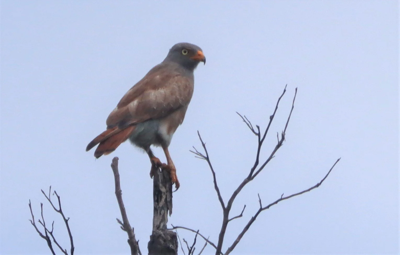 BUZZARD - RUFOUS-WINGED BUZZARD - Butastur liventer - SAKAERAT ENVIRONMENTAL RESEARCH STATION KORAT (11).jpg