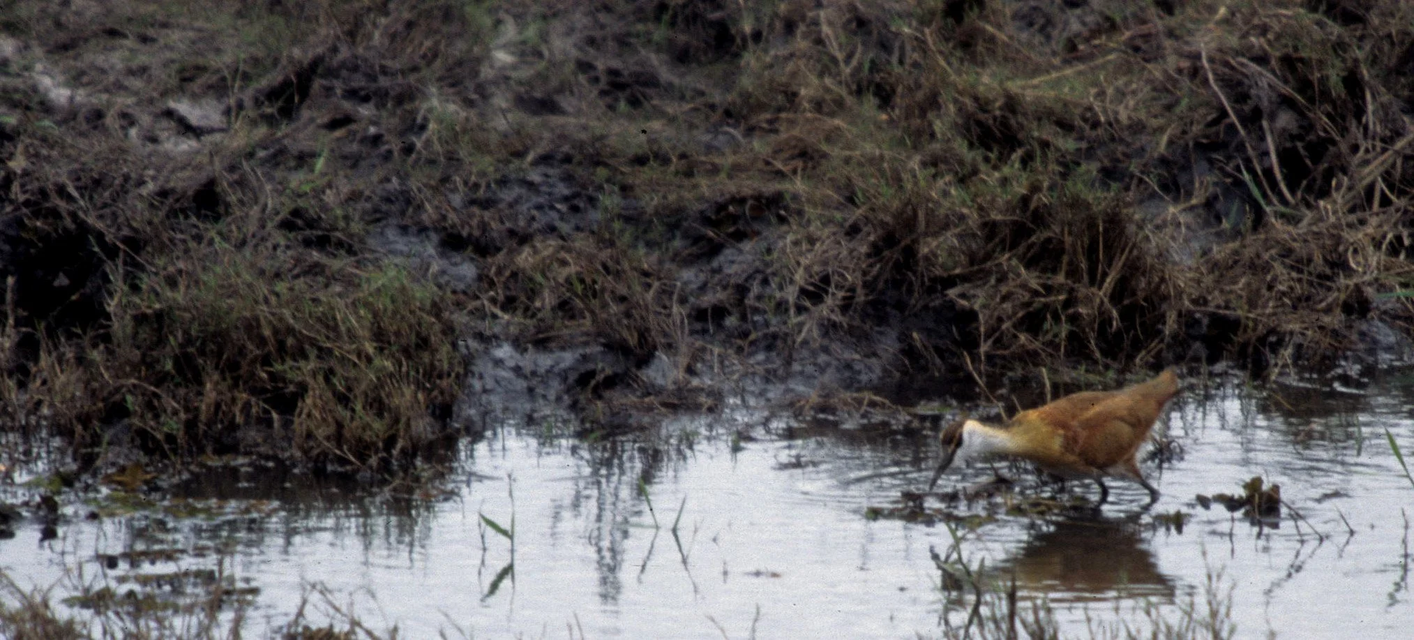 BIRDS - AFRICAN JACANA JUVENILE - RSA.jpg