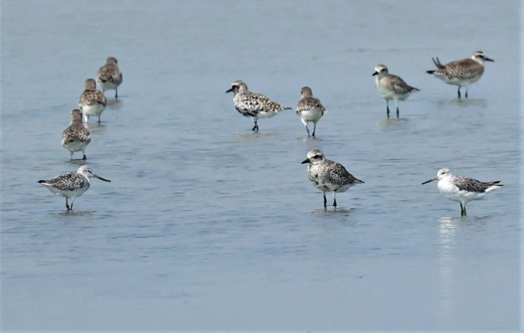 GREENSHANK - NORDMANN'S GREENSHANK - Tringa guttifer - COMMON GREENSHANK GREY PLOVER - PAK THALE SALT PONDS MARCH 2022 (7).jpg