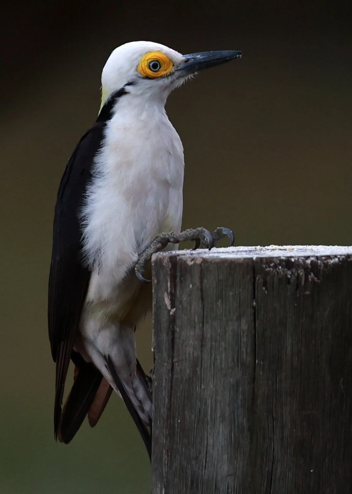 Woodpecker - White Woodpecker - Melanerpes candidus - Pousada Aguape - Fazenda São José Zona Rural, Aquidauana, Mato Grosso do Sul, Brazil (8).jpg