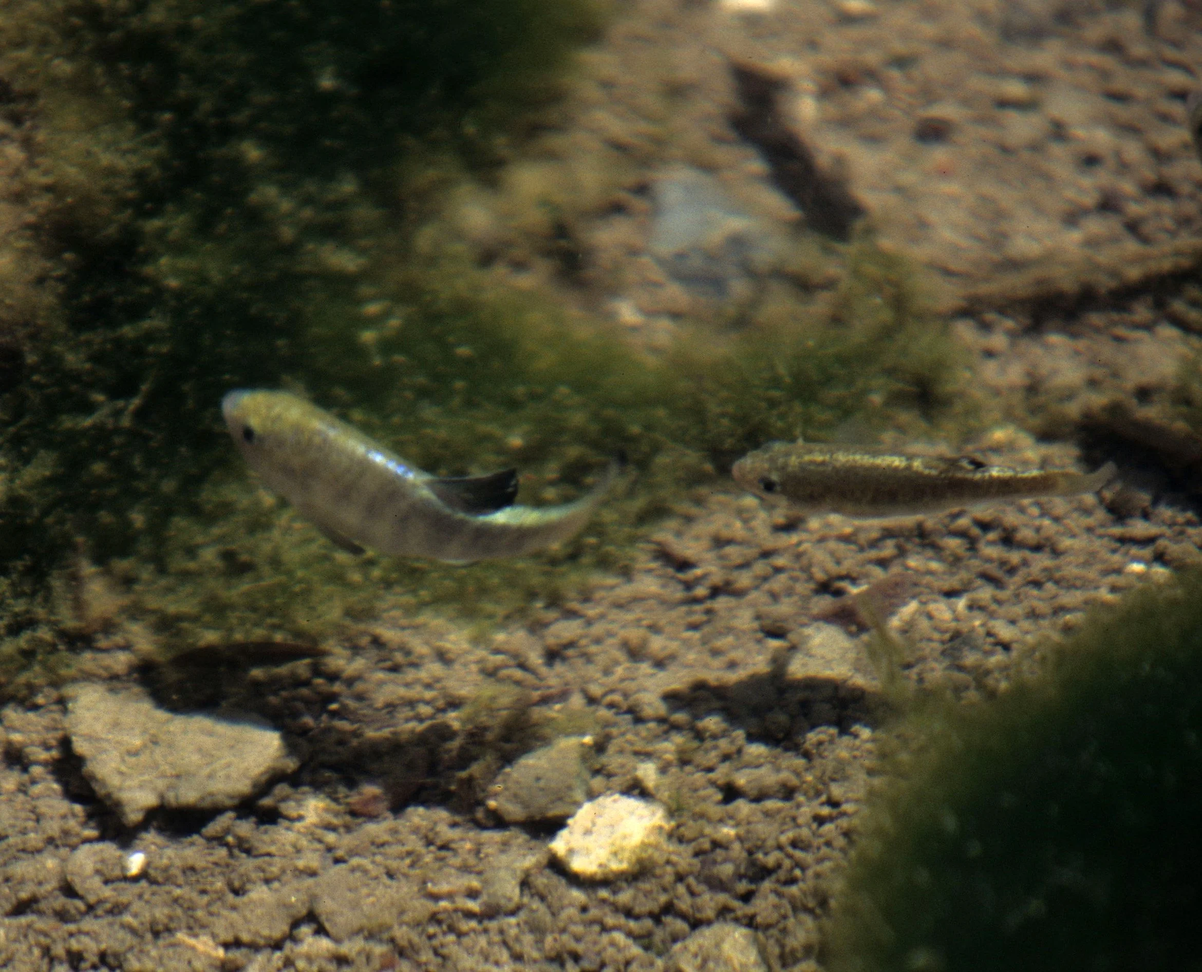 Cyprinodontidae - Amargosa River pupfish (Cyprinodon nevadensis amargosae) - Ash Meadow, Nevada (5).jpg