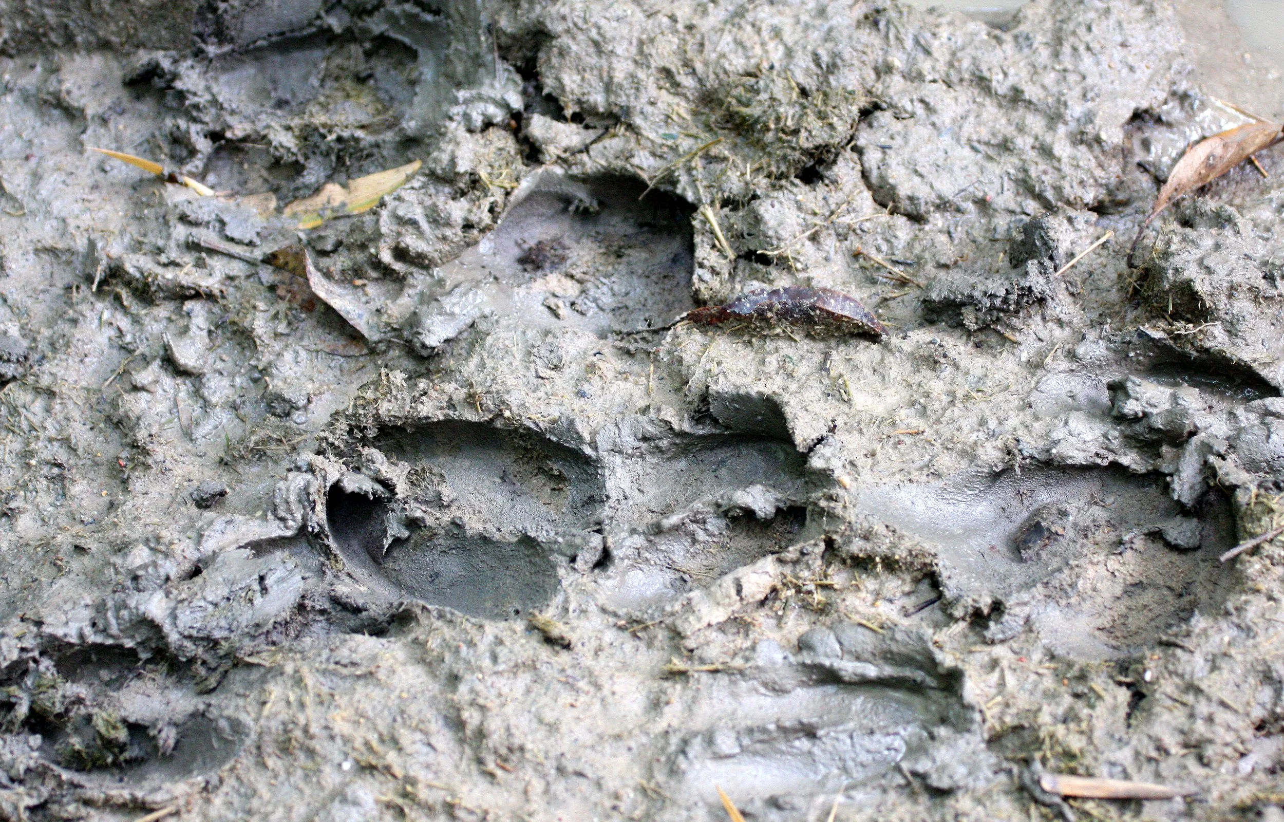 Eld's deer (Rucervus eldii siamensis or Panolia eldii siamensis) sign.  Could be Hog Deer as well.