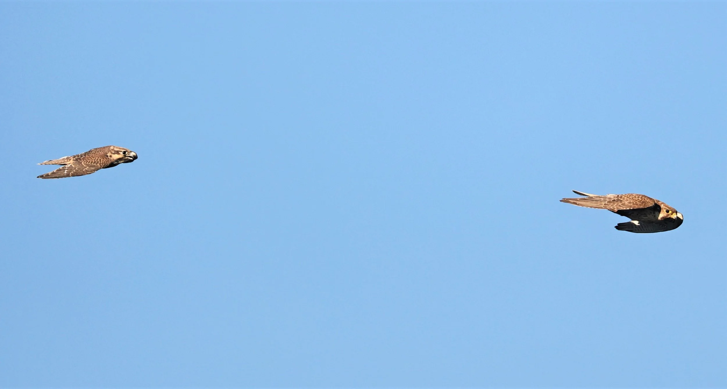 Falco mexicanus - PRAIRIE FALCON - MORLEY NELSON SNAKE RIVER BIRDS OF PREY NRA (62).jpg