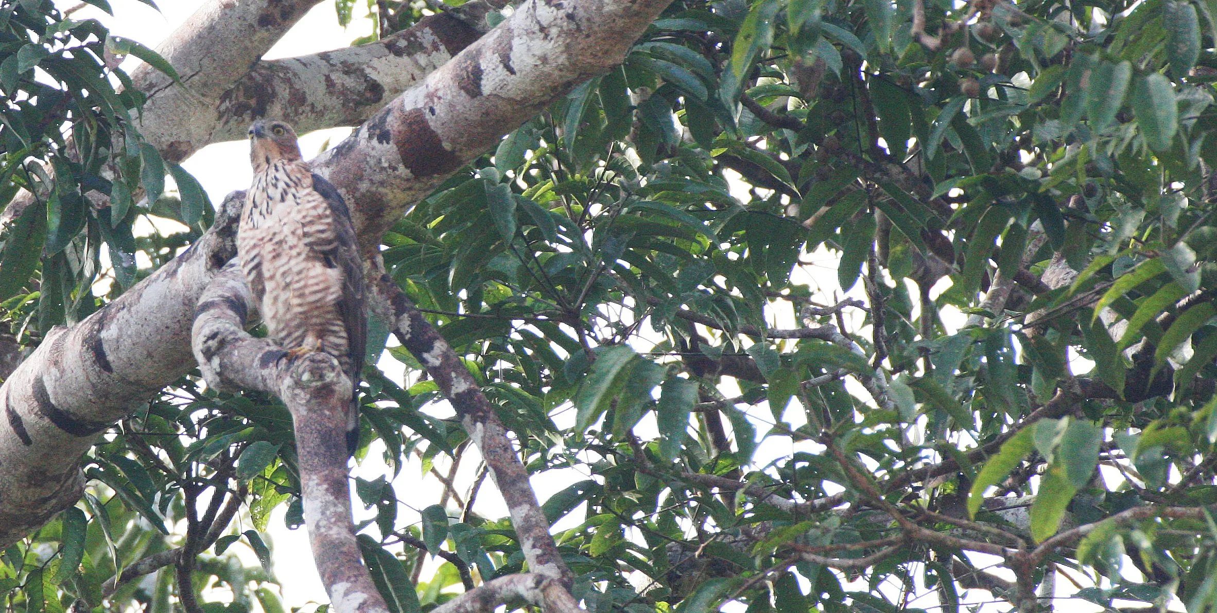 Nisaetus nanus - WALLACE'S HAWK-EAGLE - SPIZAETUS NANUS - KINABATANGAN RIVER BORNEO (11).JPG