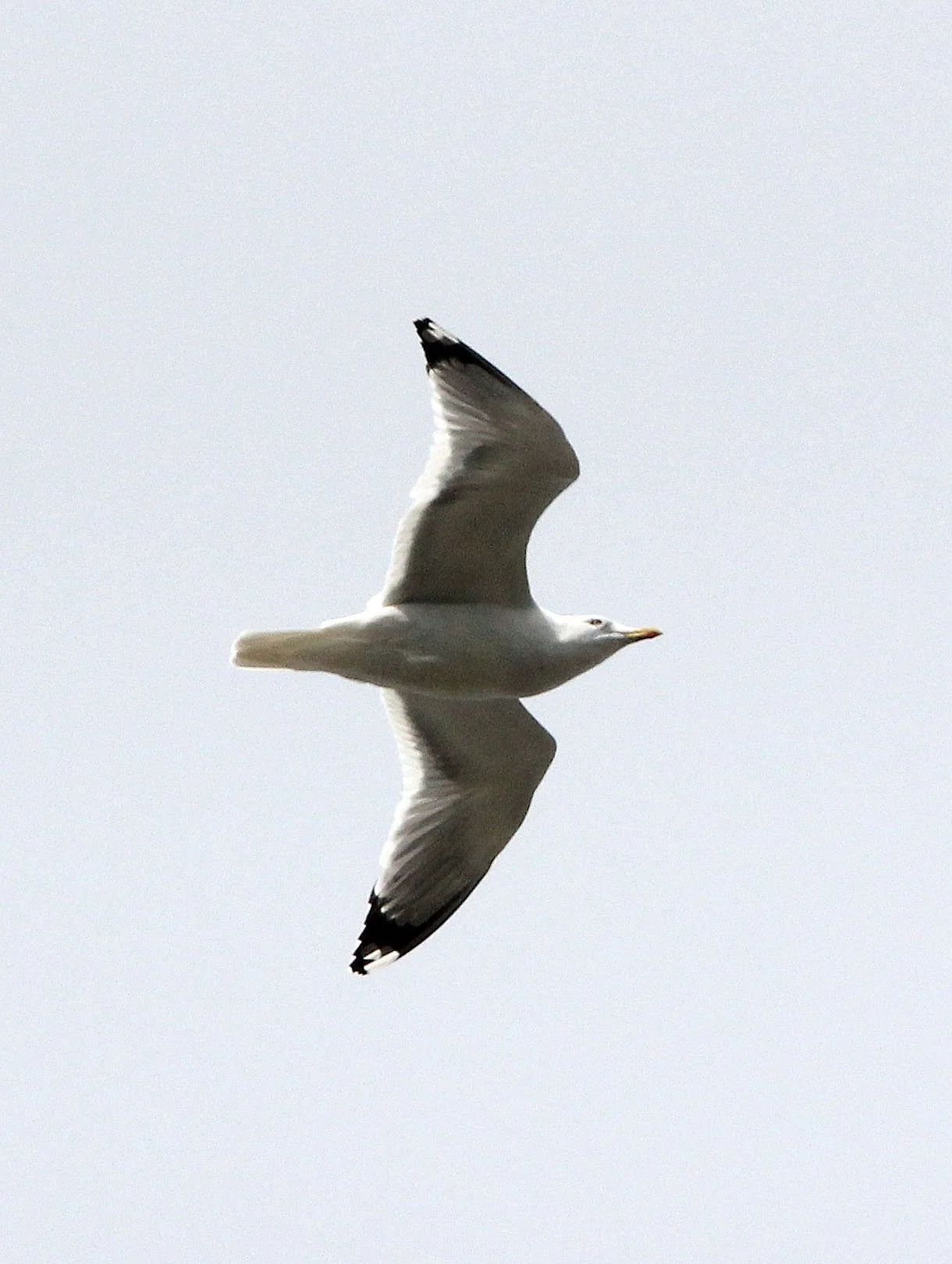 BIRD - GULL - HERRING GULL - LARUS ARGENTATUS - BINJIANG FOREST PARK SHANGHAI (7).JPG