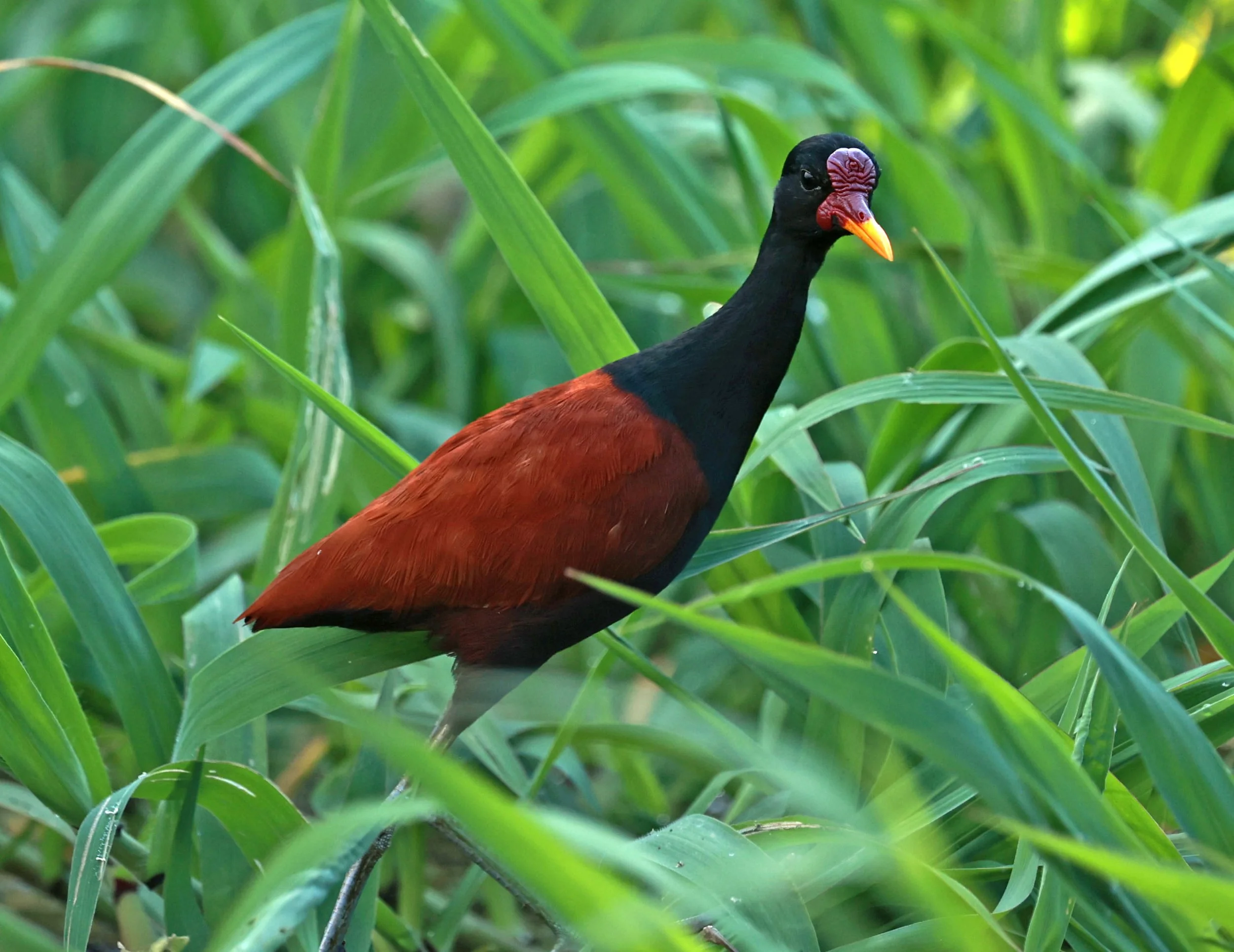 Jacana - Wattled Jacana - Jacana jacana - Ariau River & Rio Negro Region Southwest of Manaus (16).jpg