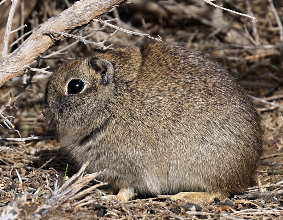 Southern Mountain Cavy (Microcavia australis) Valdes Peninsula, Chubut Province, Argentina Day 2 (1 (85).jpg