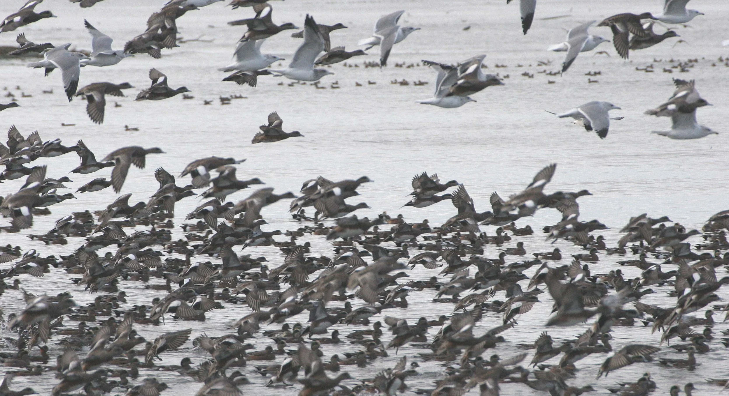 WIGEON - AMERICAN WIGEON - Mareca americana - THREE CRABS DUNGENESS RIVER MOUTH WETLAND SEQUIM WASHINGTON (49).jpg