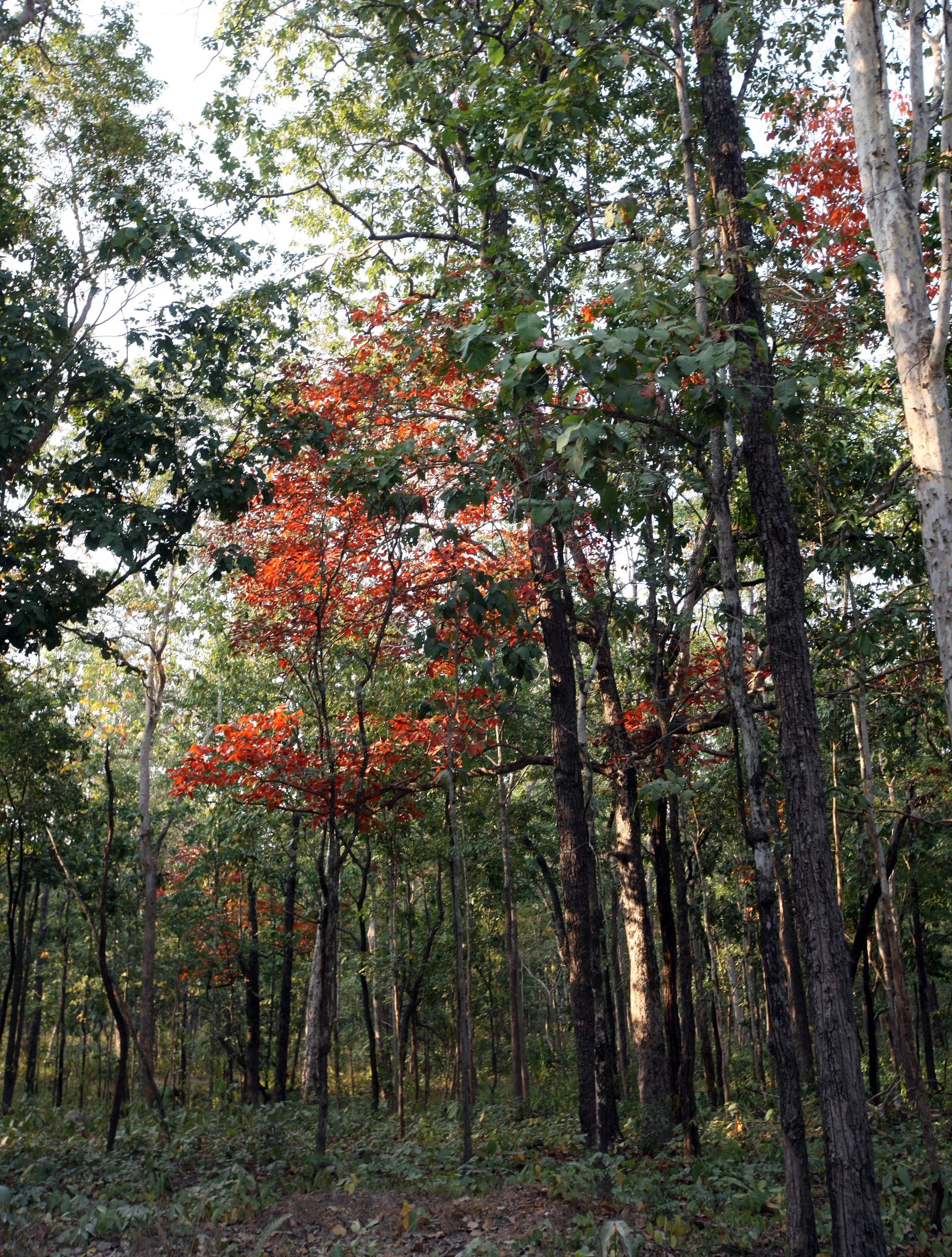 HUAI KHA KHAENG NATURE RESERVE - HEADQUARTERS - THAILAND (128).JPG