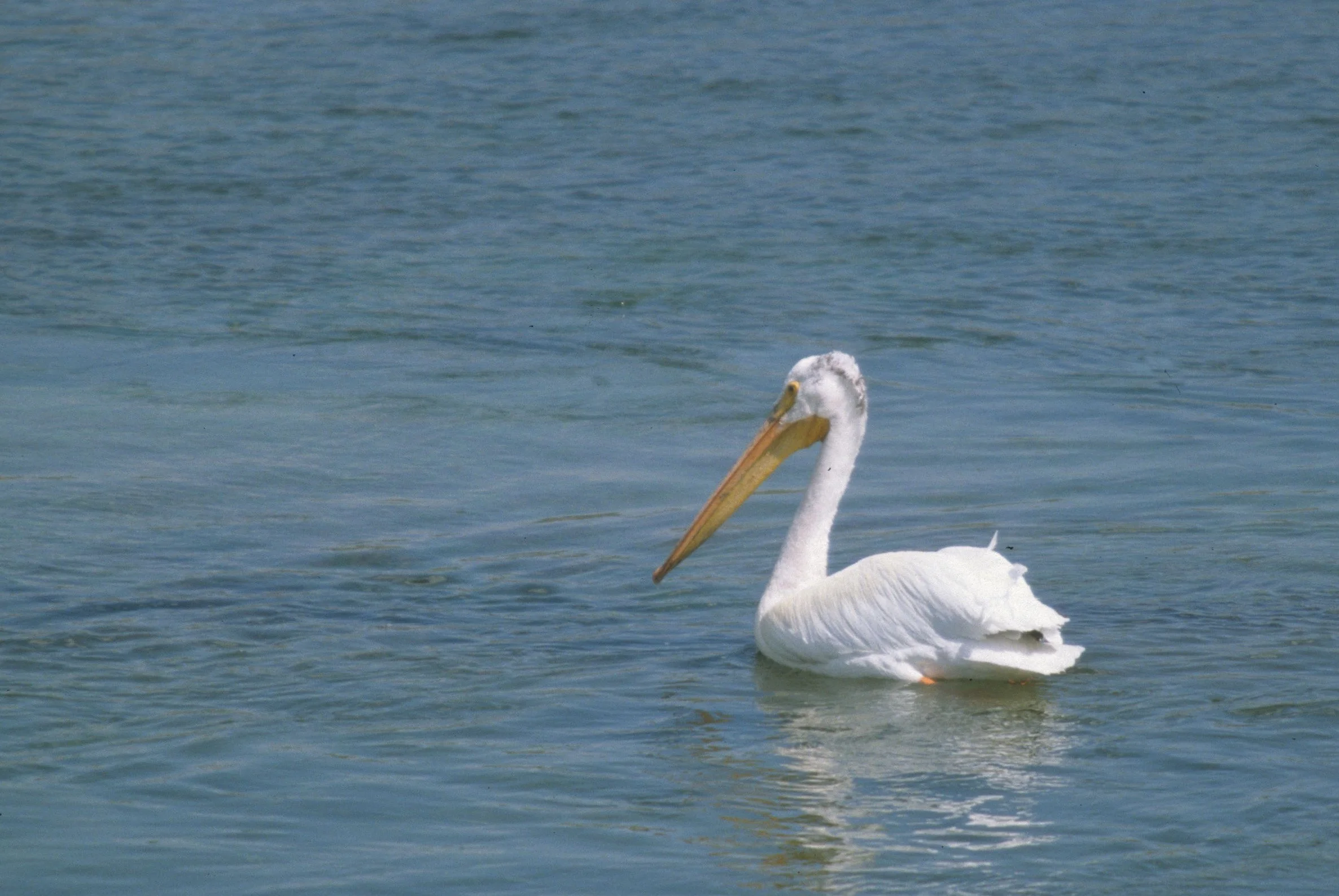 Pelecanus erythrorhynchos - AMERICAN WHITE PELICAN - WYOMING (4).jpg