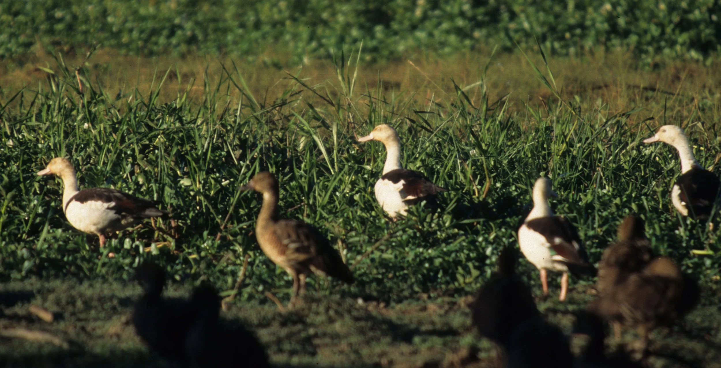 BIRD - DUCK - RADJAH SHELDUCK - KAKADU NP.jpg