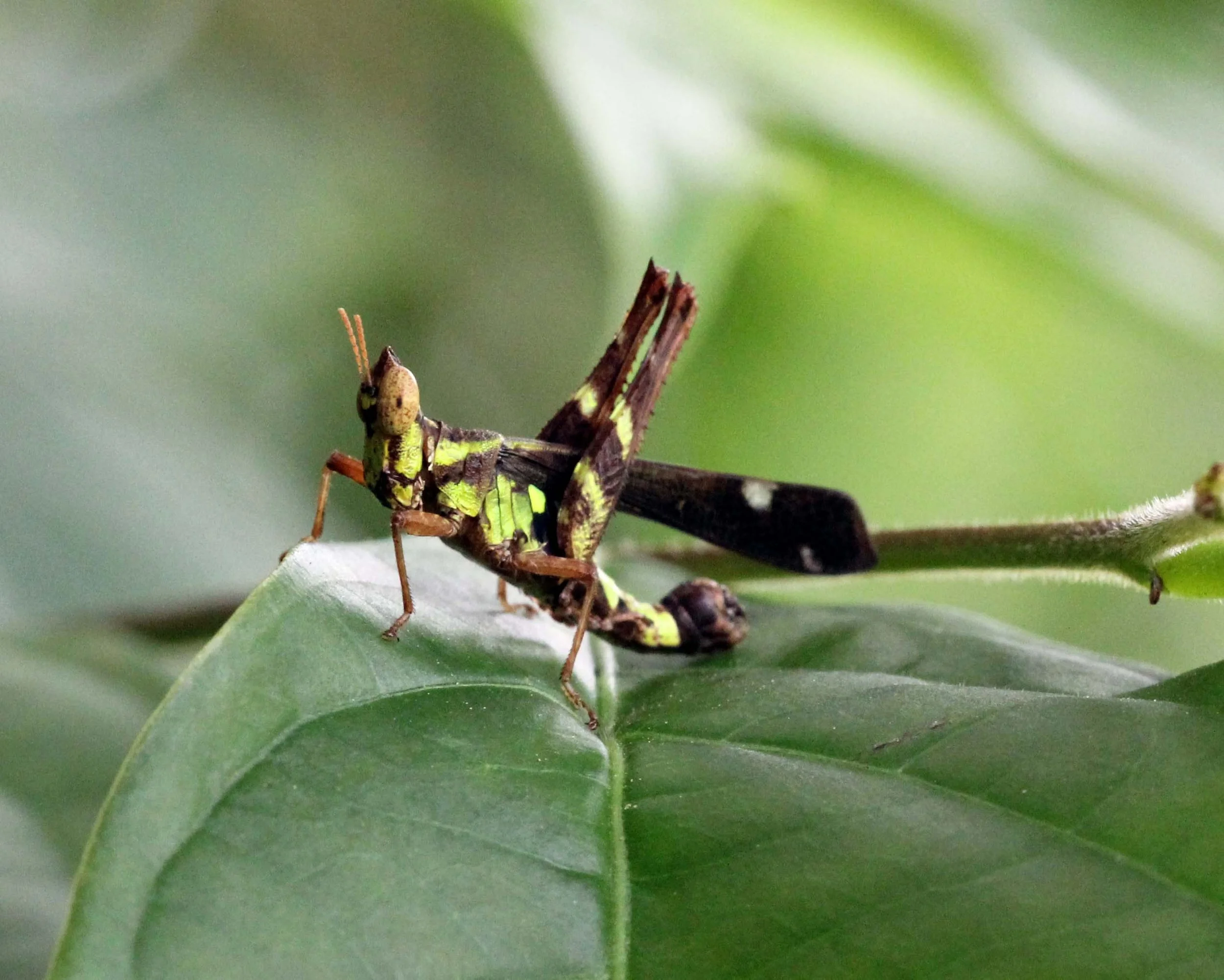 Erianthus serratus - Koh Lanta, Thailand (3).JPG