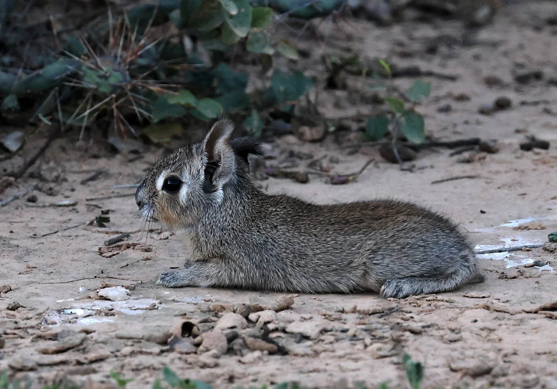 Chacoan Mara (Dolichotis salinicola) Fortin Toledo Paraguay (3).jpg