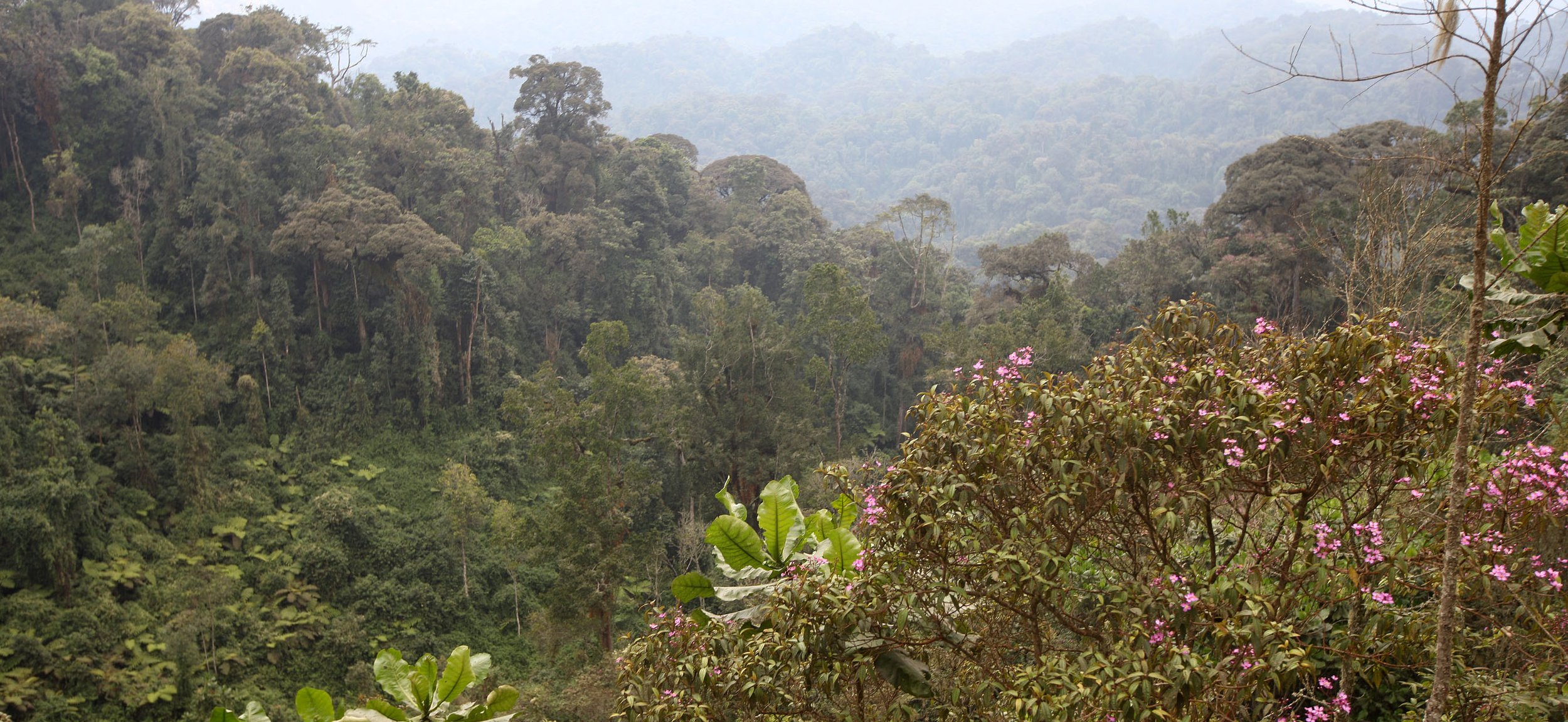 NYUNGWE NATIONAL PARK RWANDA 2 (20).JPG