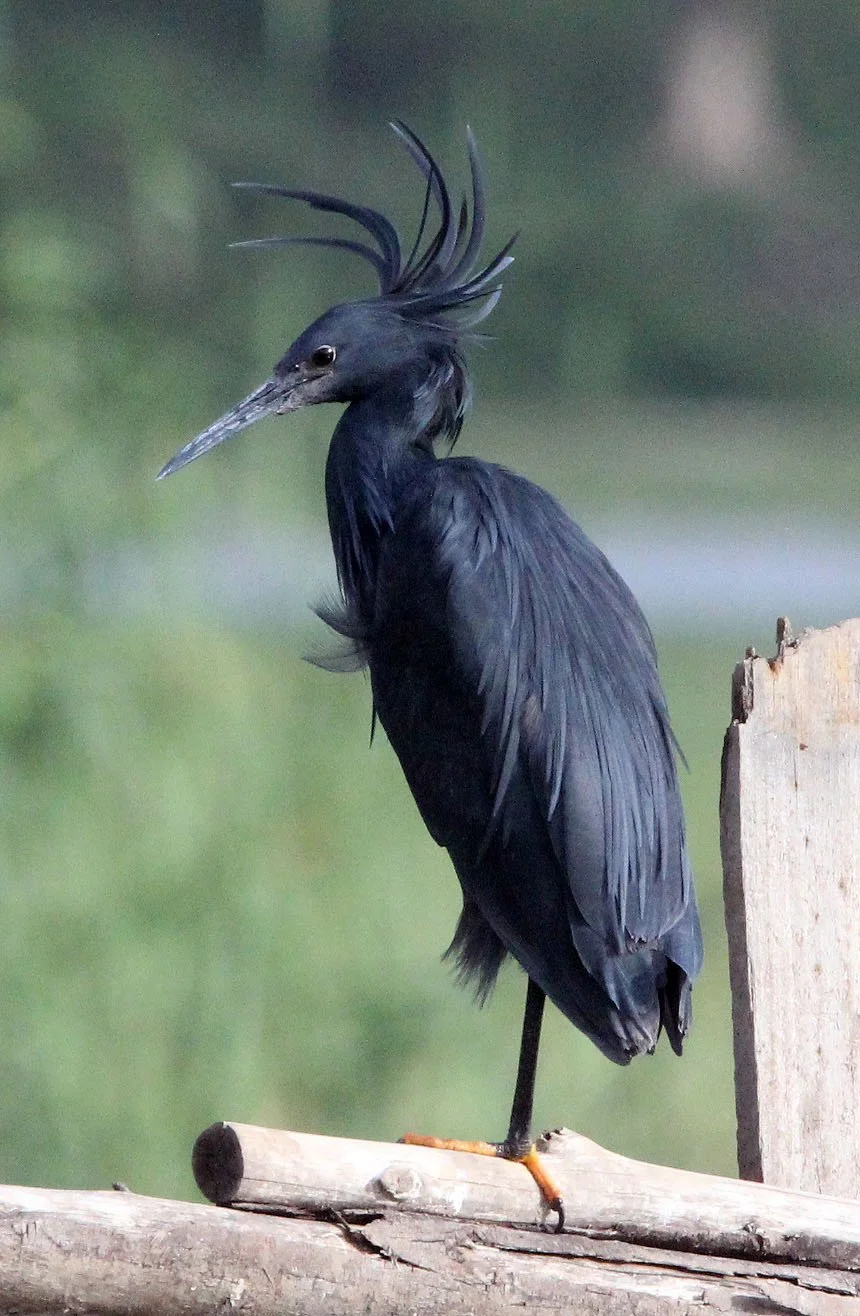 HERON - BLACK HERON - Egretta ardesiaca - LAKE AWASSA ETHIOPIA (7).JPG