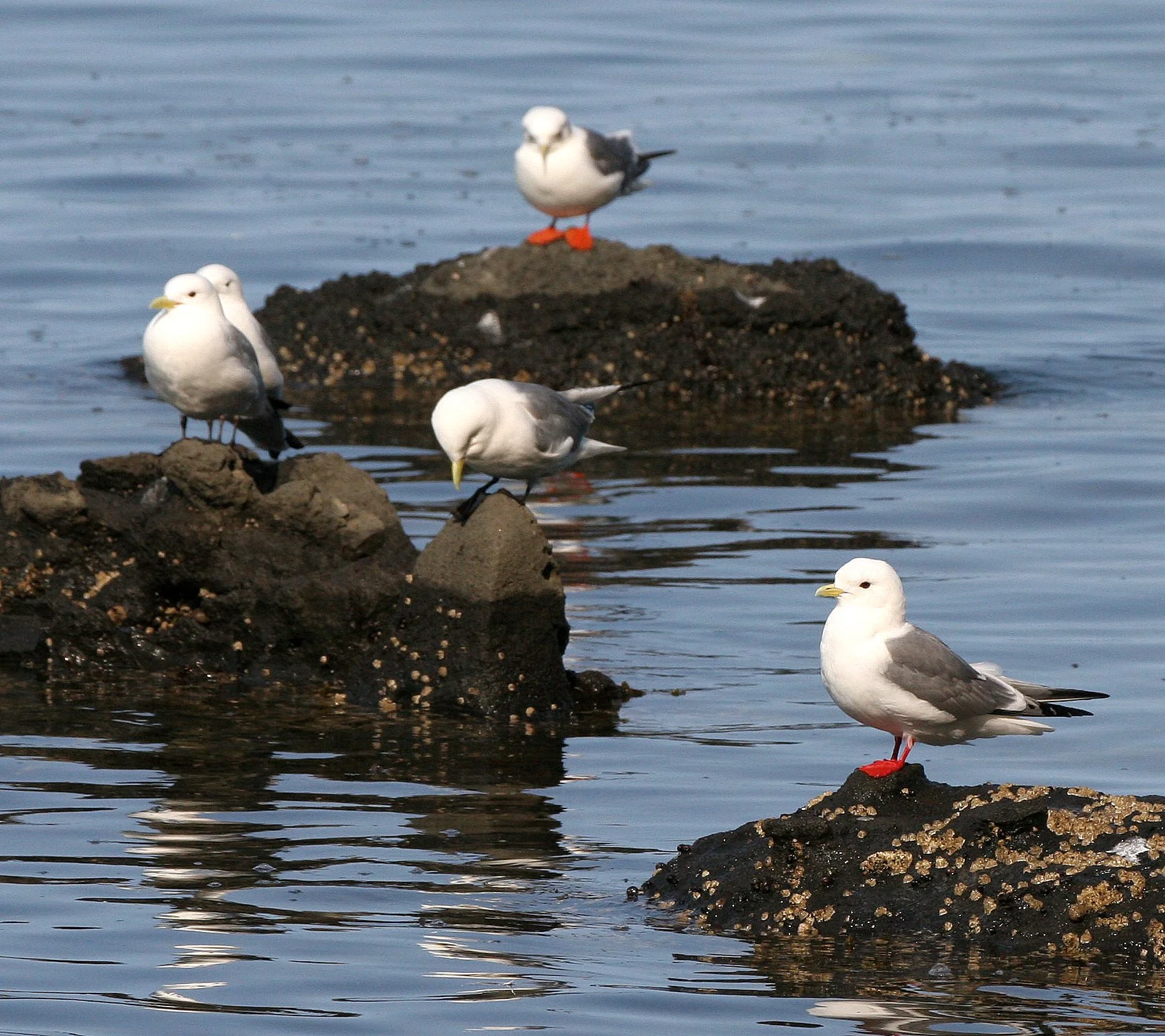 BIRD - KITTIWAKE - RED-LEGGED - COMMANDERS (10).jpg