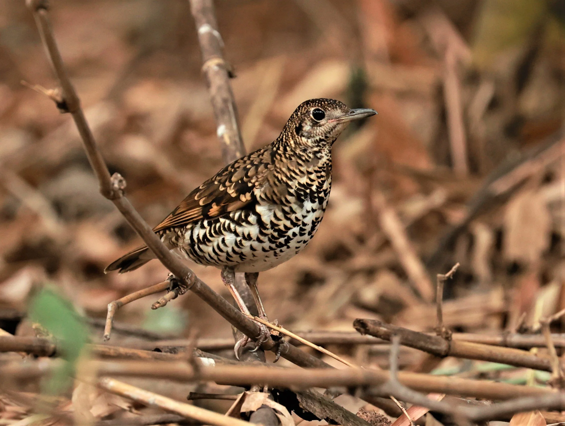 White's Thrush (Zoothera aurea) Putthamonthon Park Nakhon Pathom Thailand (60).jpg