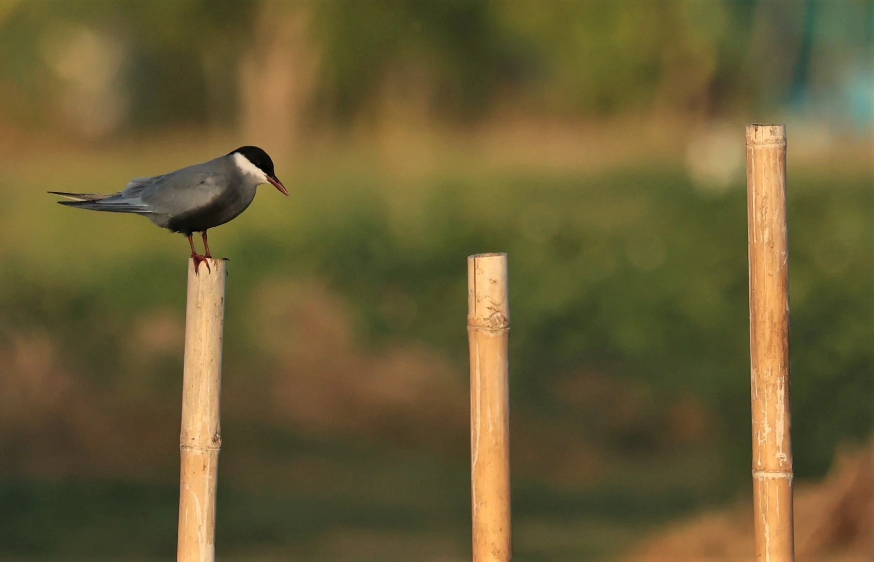 TERN - WHISKERED TERN - Chlidonias hybridus - TAP YAO RICEFIELDS LAT KRABANG - APRIL 23 2022 (37).jpg