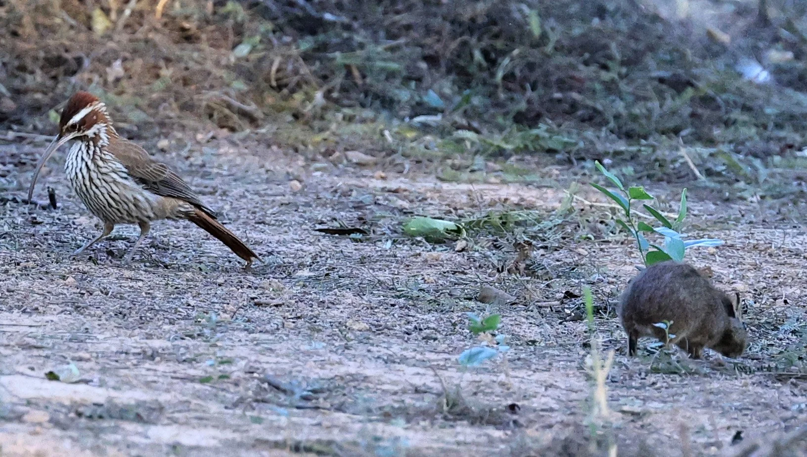Scimitar-billed Woodcreeper (Drymornis bridgesii) Hotel Iparoma Campestre Paraguay (12).jpg