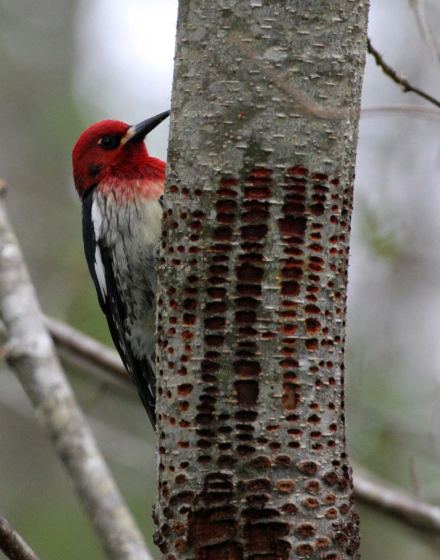 BIRD - WOODPECKER - SAPSUCKER - RED-BREASTED SAPSUCKER - SPHYRAPICUS RUBER - LAKE FARM TRAILS WA (10).JPG
