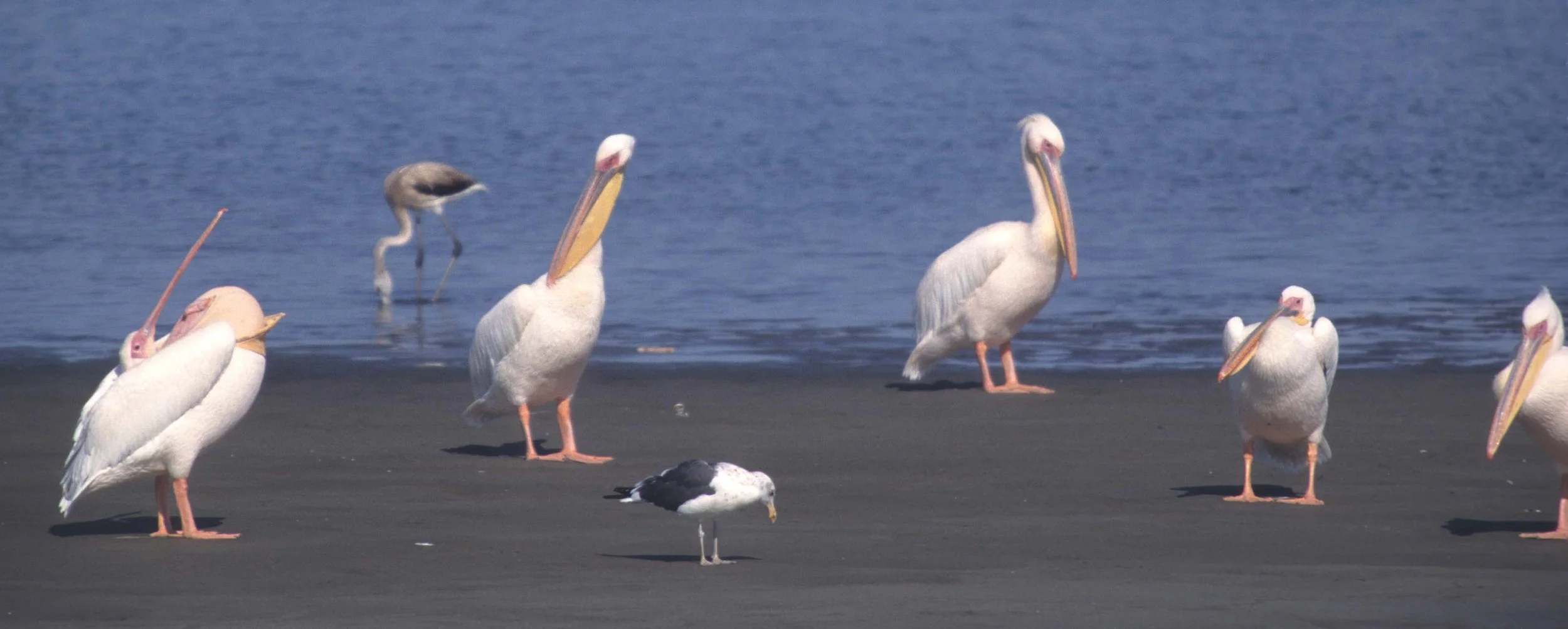 BIRDS - PELICAN - WHITE - NAMIBIA 2.jpg