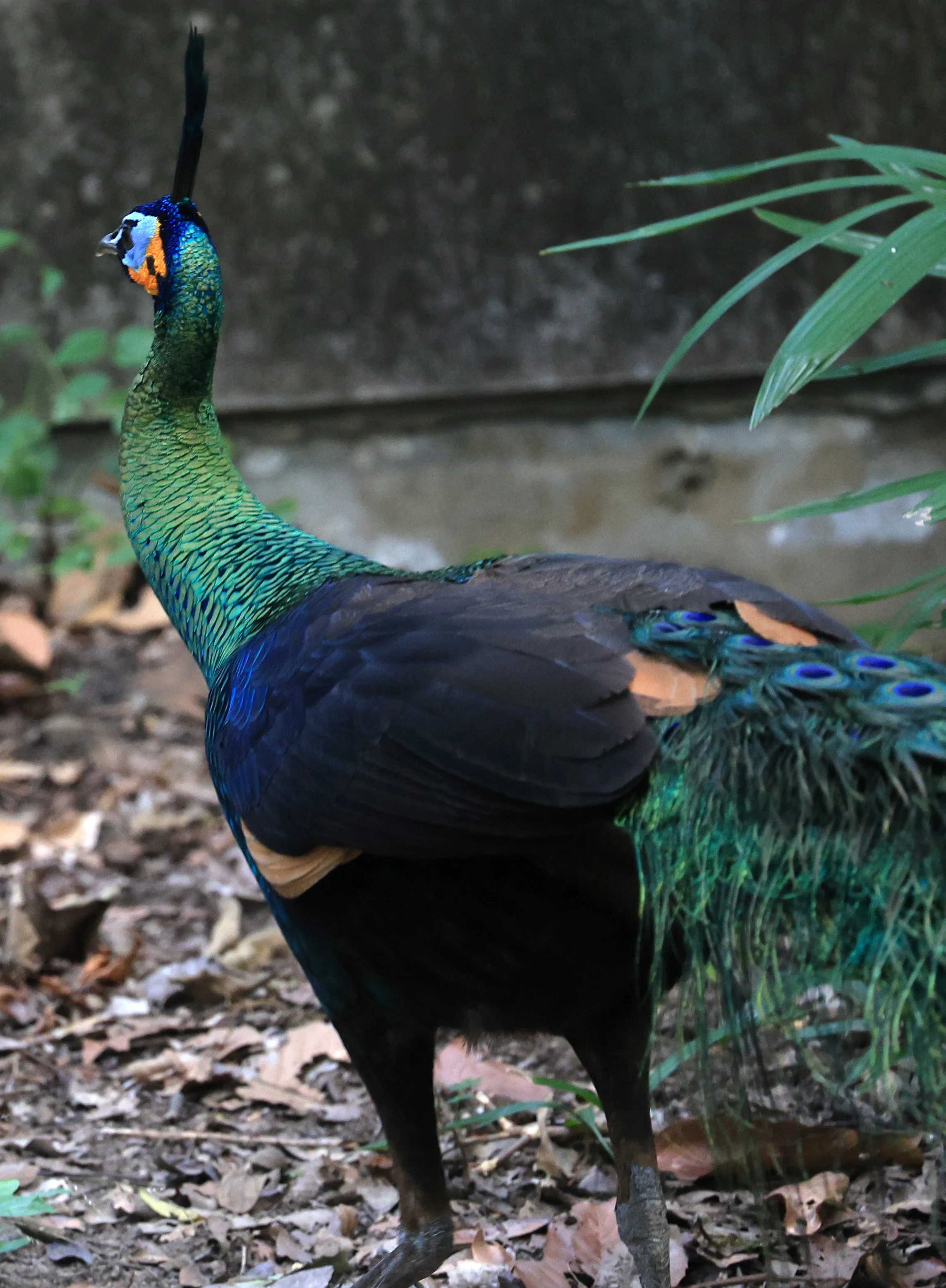 Green Peafowl (Pavo muticus) Doi Butsarakham Phayao Province
