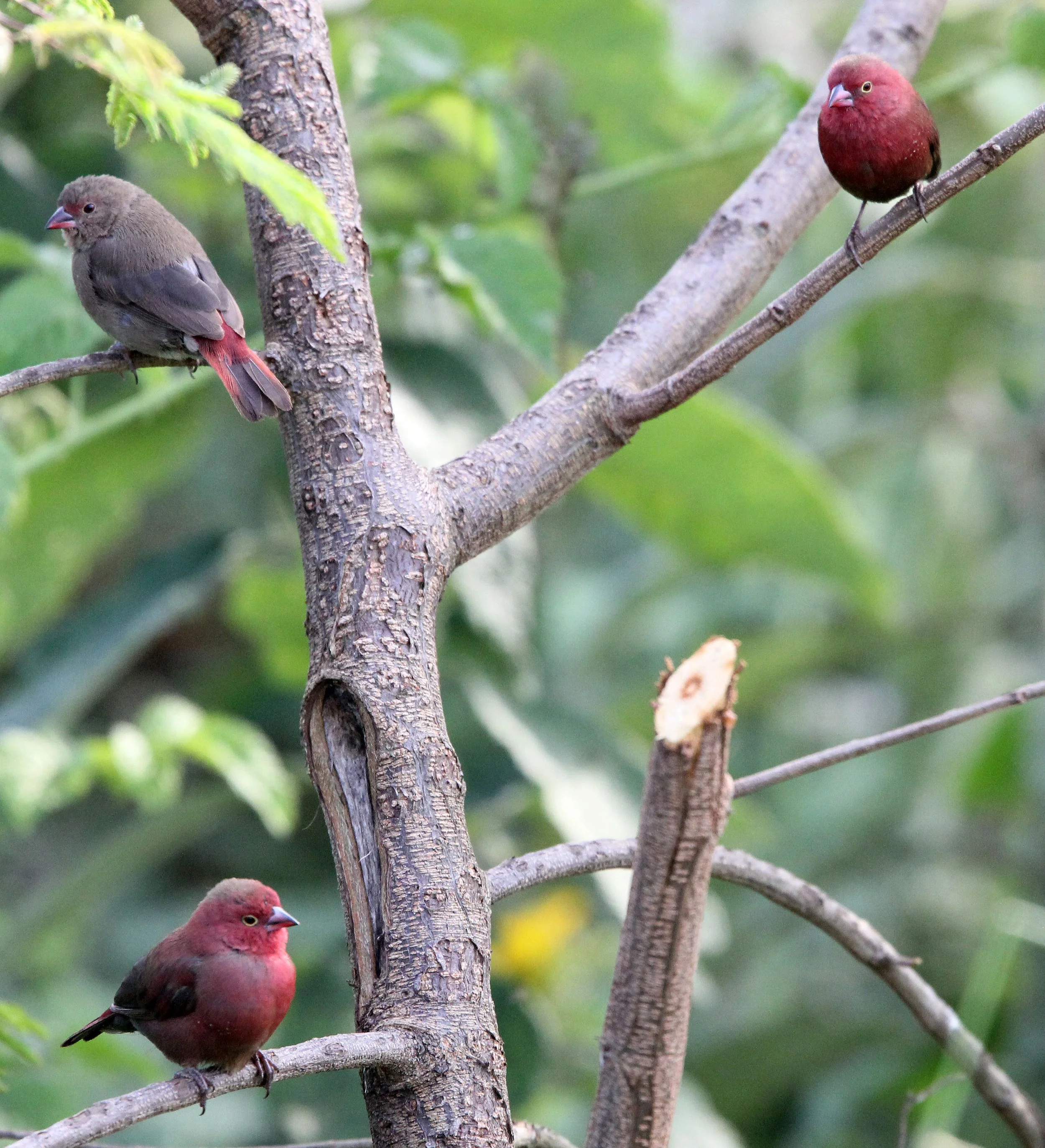 Genus Lagonosticta Firefinches — Coke Smith Wildlife