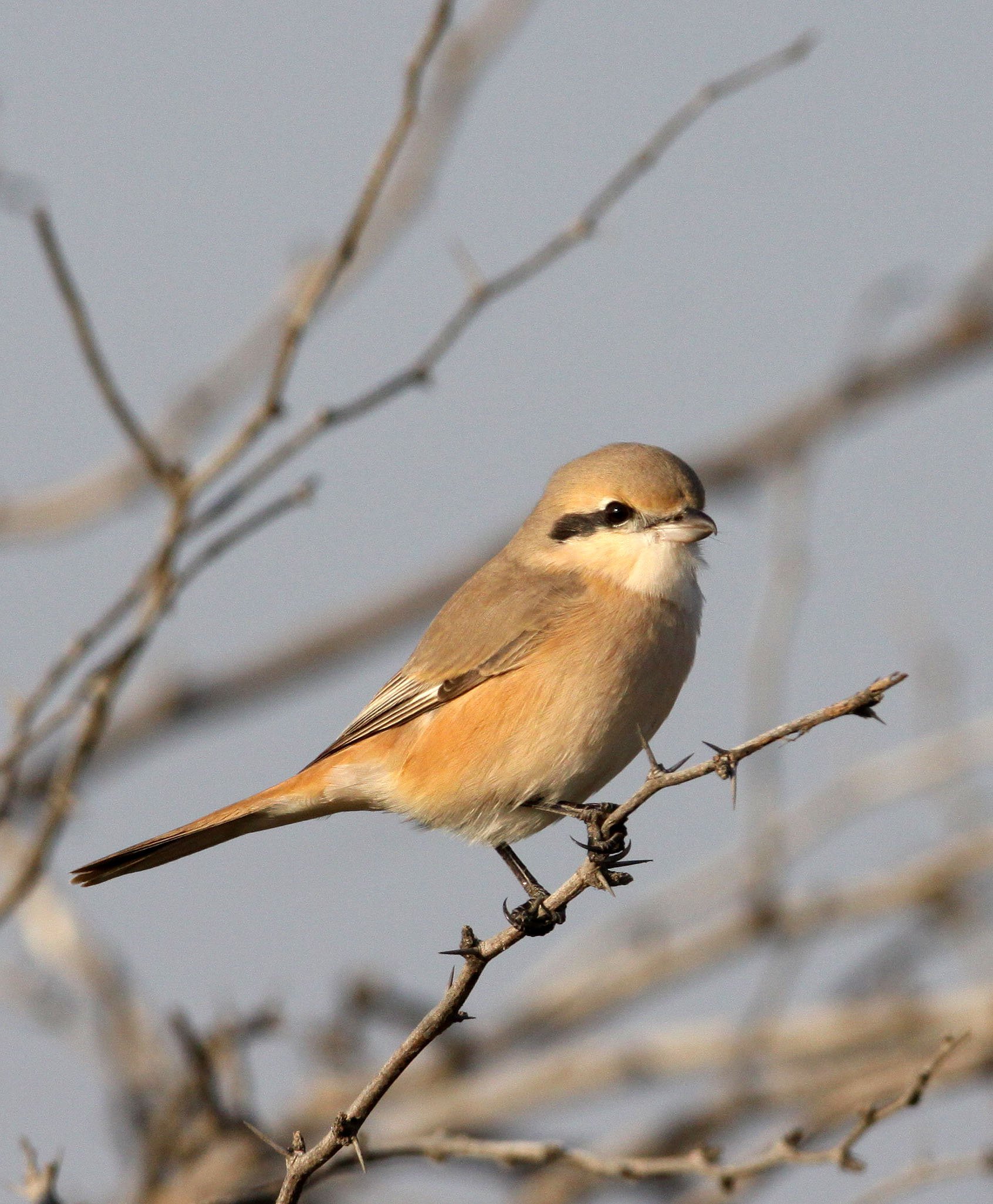 Isabelline Shrike (Lanius isabellinus) Blackbuck NP Gujarat India (2).JPG