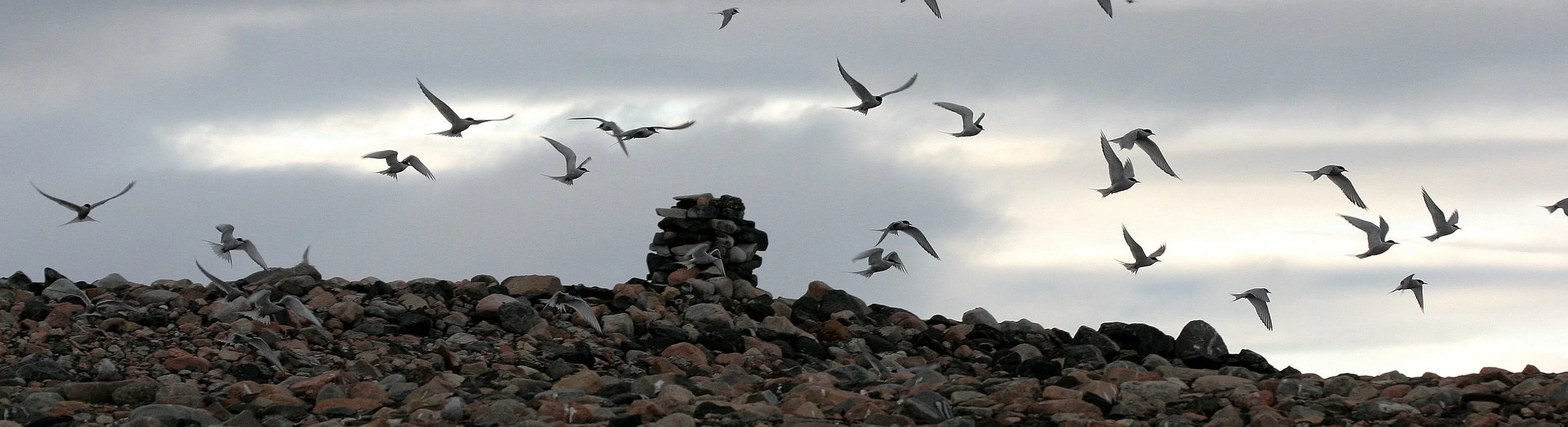 BIRD - TERN - ARCTIC TERN - SVALBARD (38).jpg