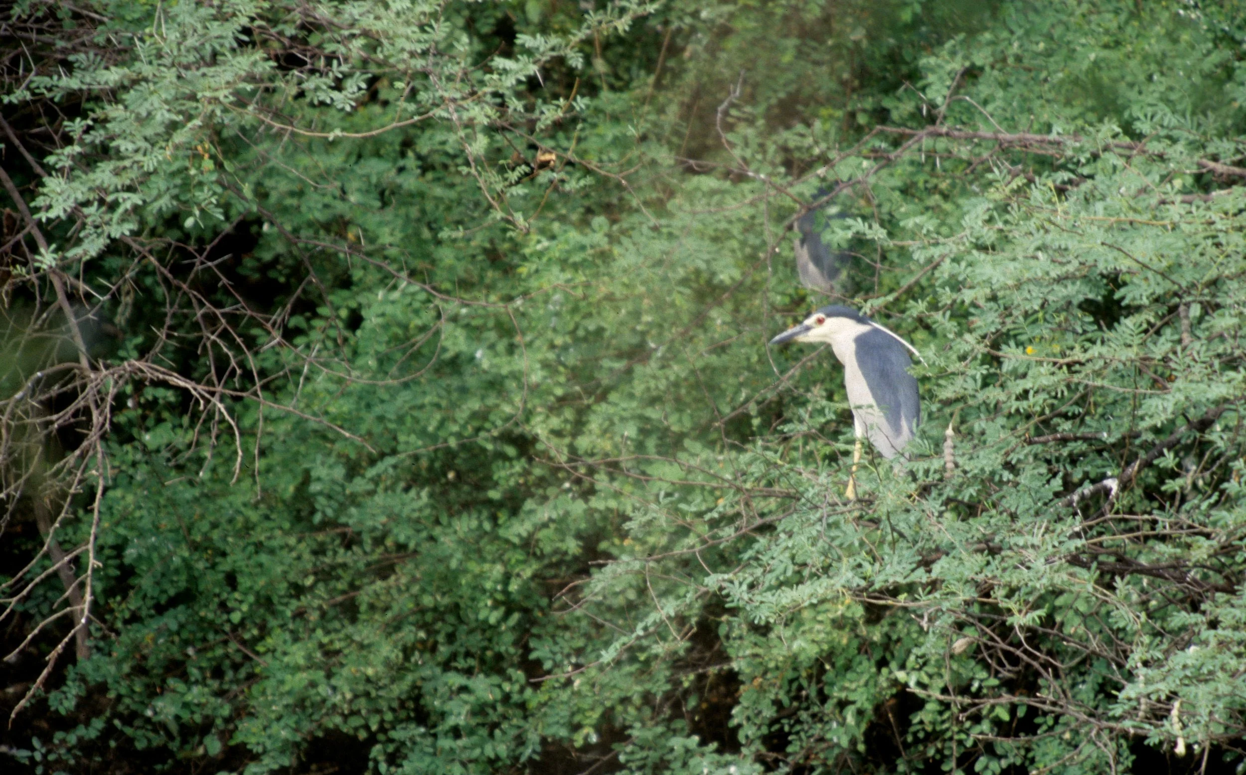 BIRD - HERON - NIGHT HERON - KALEODEO INDIA.jpg