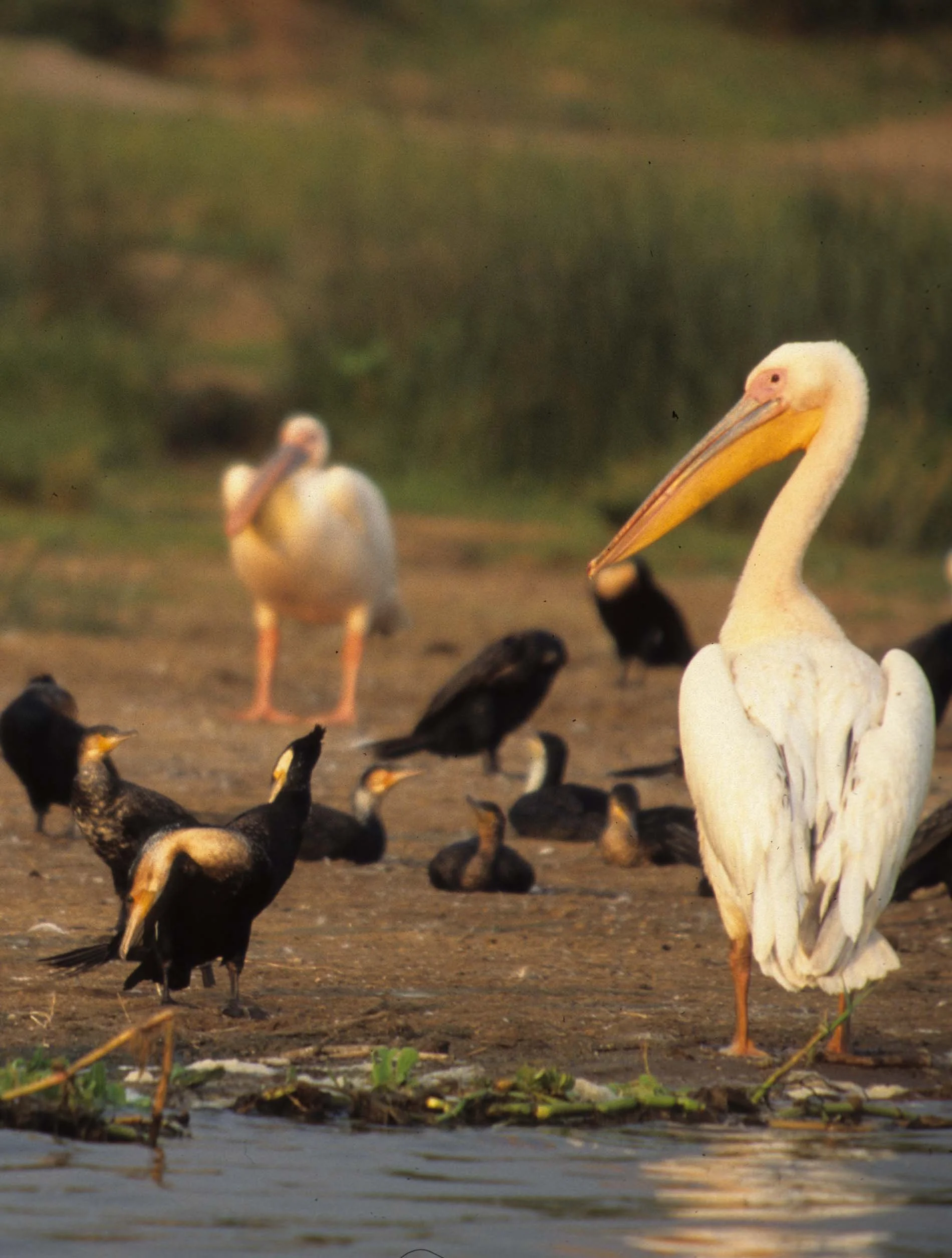 BIRDS - PELICAN - WHITE - UGANDA C.jpg