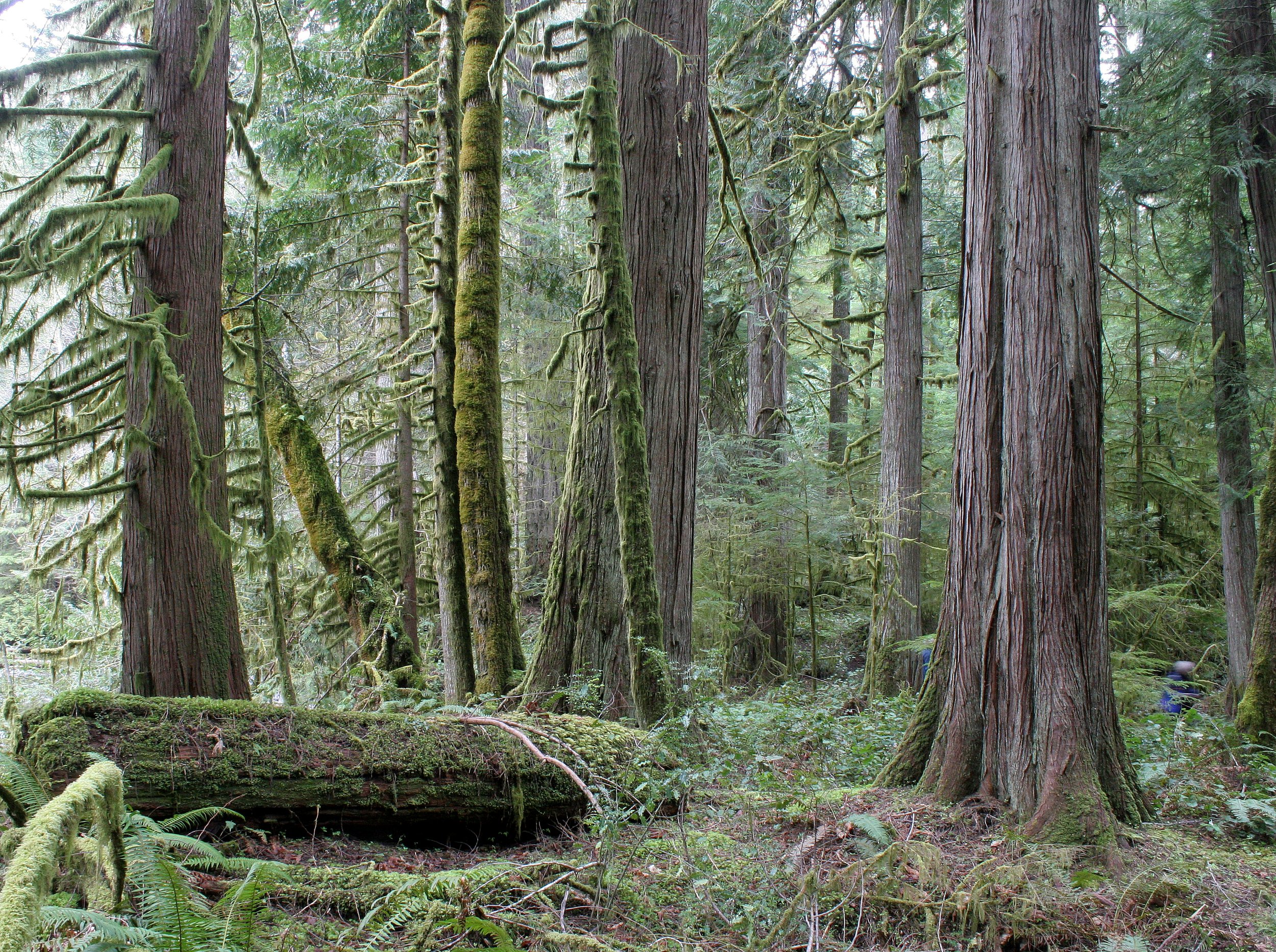 BARNES CREEK AND SURROUNDING FOREST (14).JPG