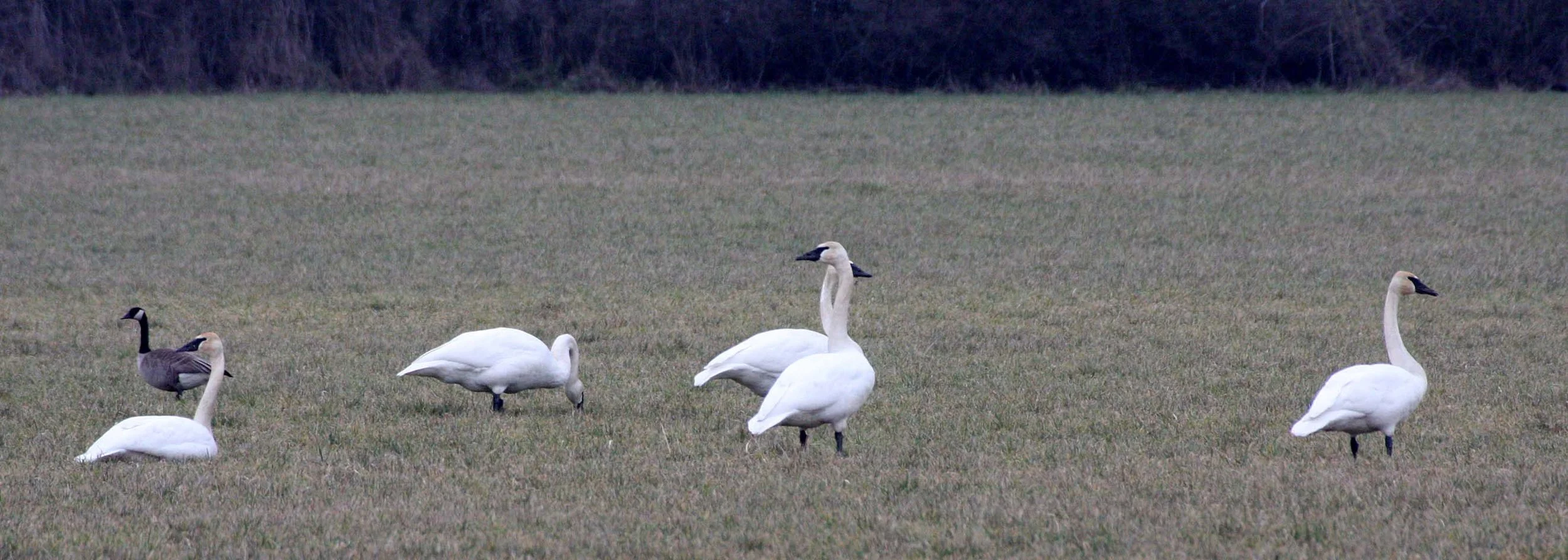 SWAN - TRUMPETER SWAN - Cygnus buccinator - SEQUIM PRAIRIE WA (9).JPG