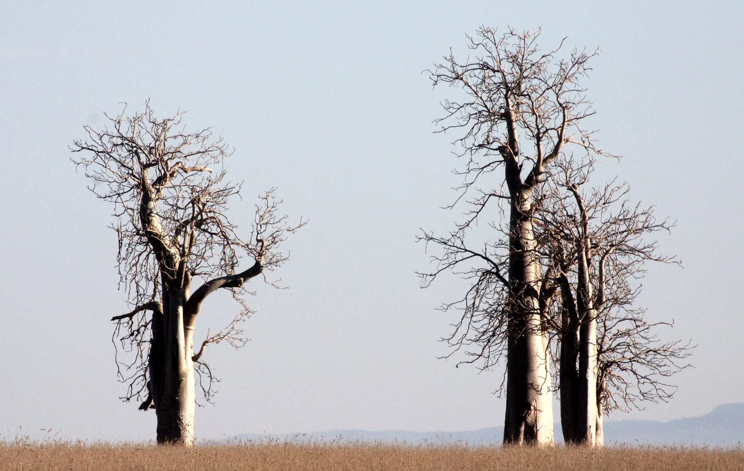 PLANT - MORINGA DROUHARDII - BERENTY RESERVE MADAGASCAR (2).JPG