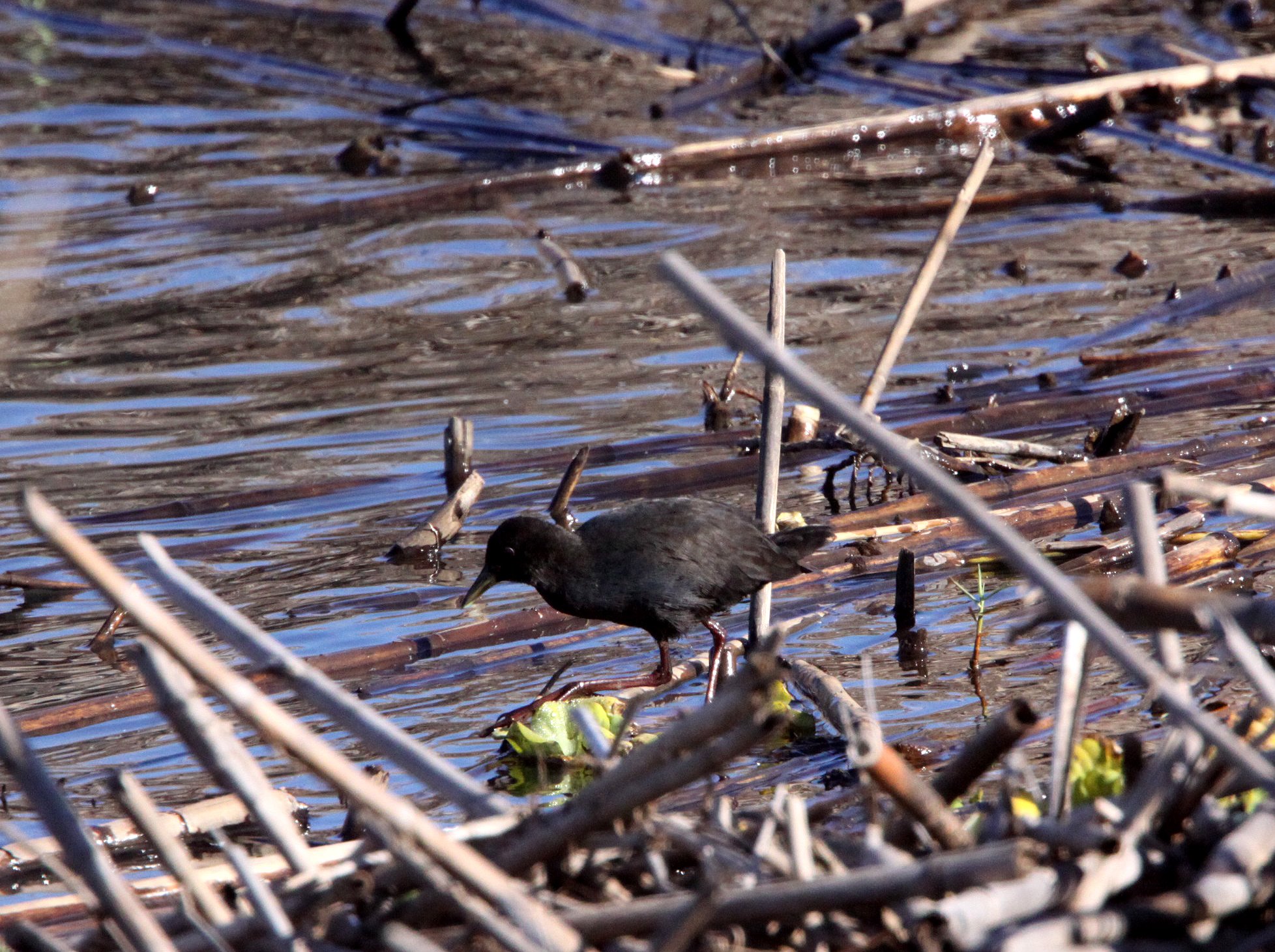 Black Crake (Zapornia flavirostra) Kruger National Park (1).JPG