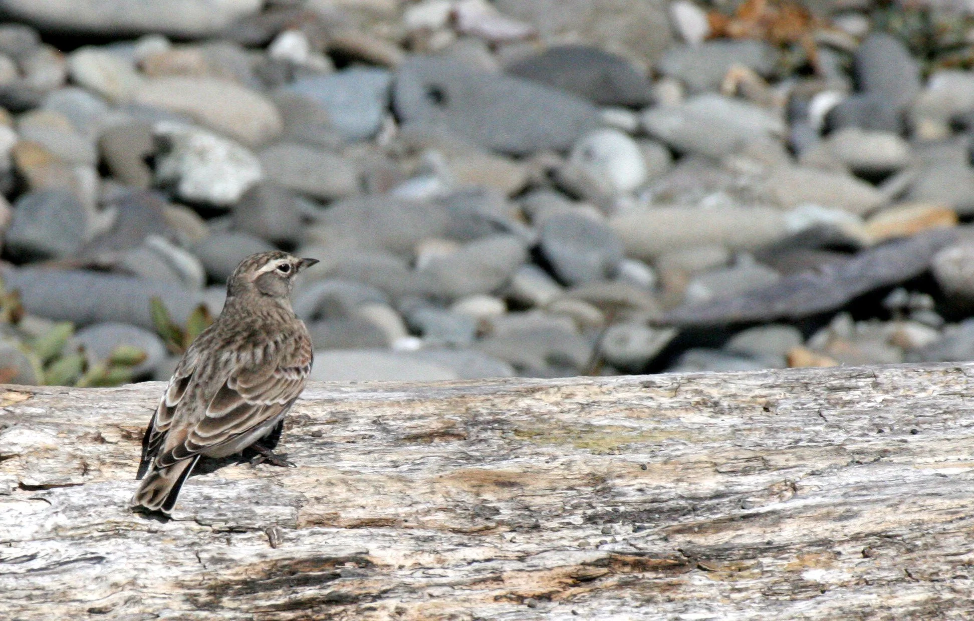 BIRD - PIPIT - AMERICAN PIPIT - ELWHA RIVER MOUTH BEACH (6).JPG