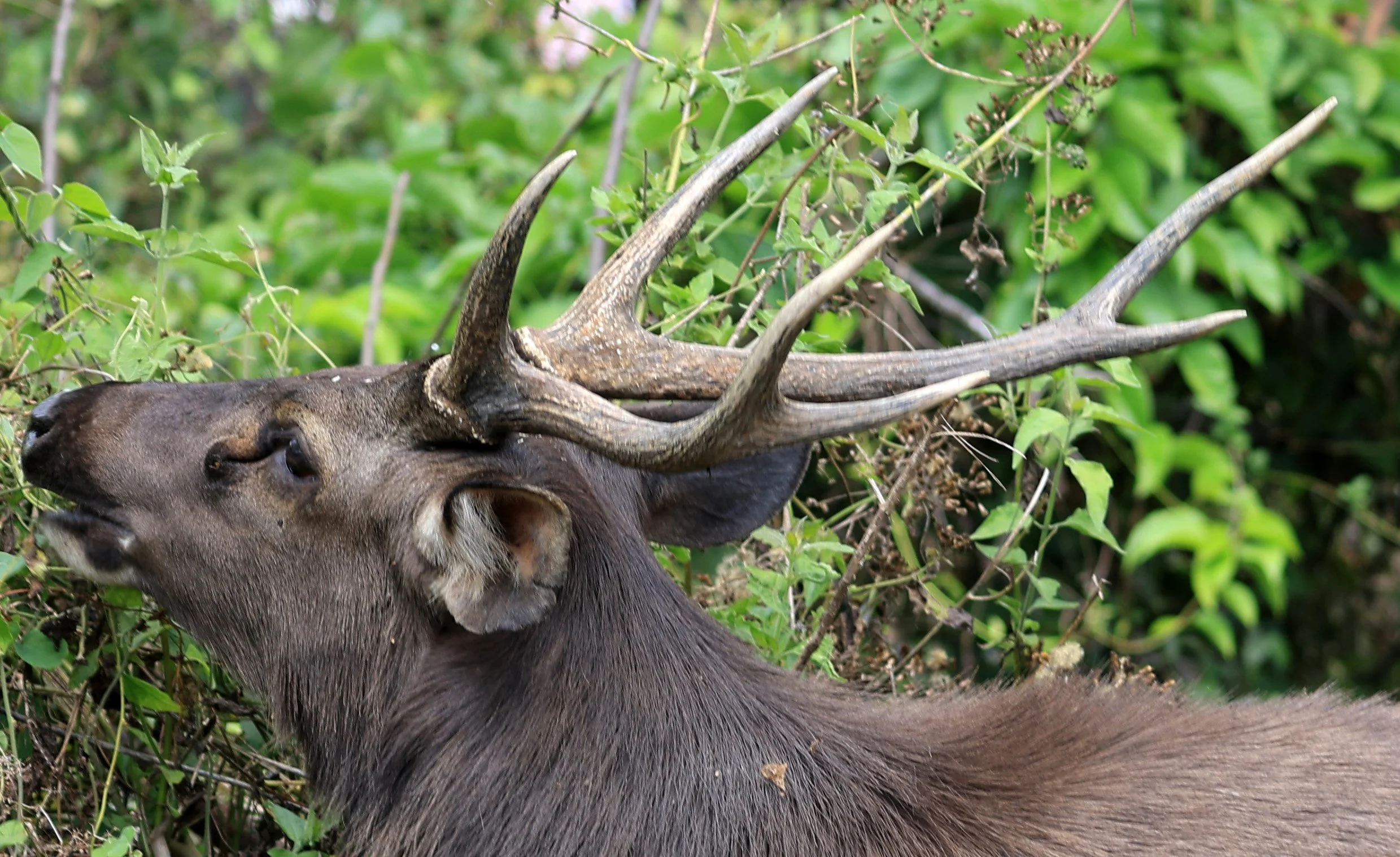 Indochinese Sambar (Rusa unicolor cambojensis) Khao Yai National Park Feb 2026 Day 2 (20).jpg