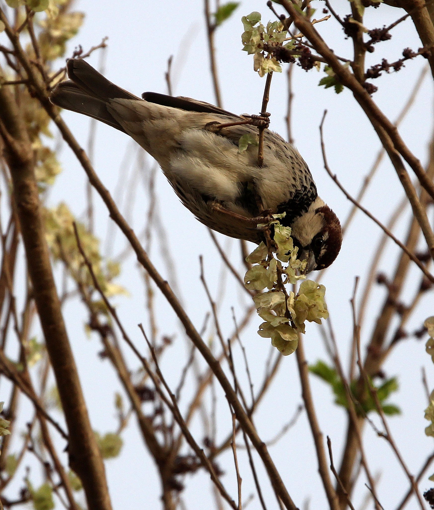 Spanish Sparrow (Passer hispaniolensis) Turpan Xinjiang China (8).JPG
